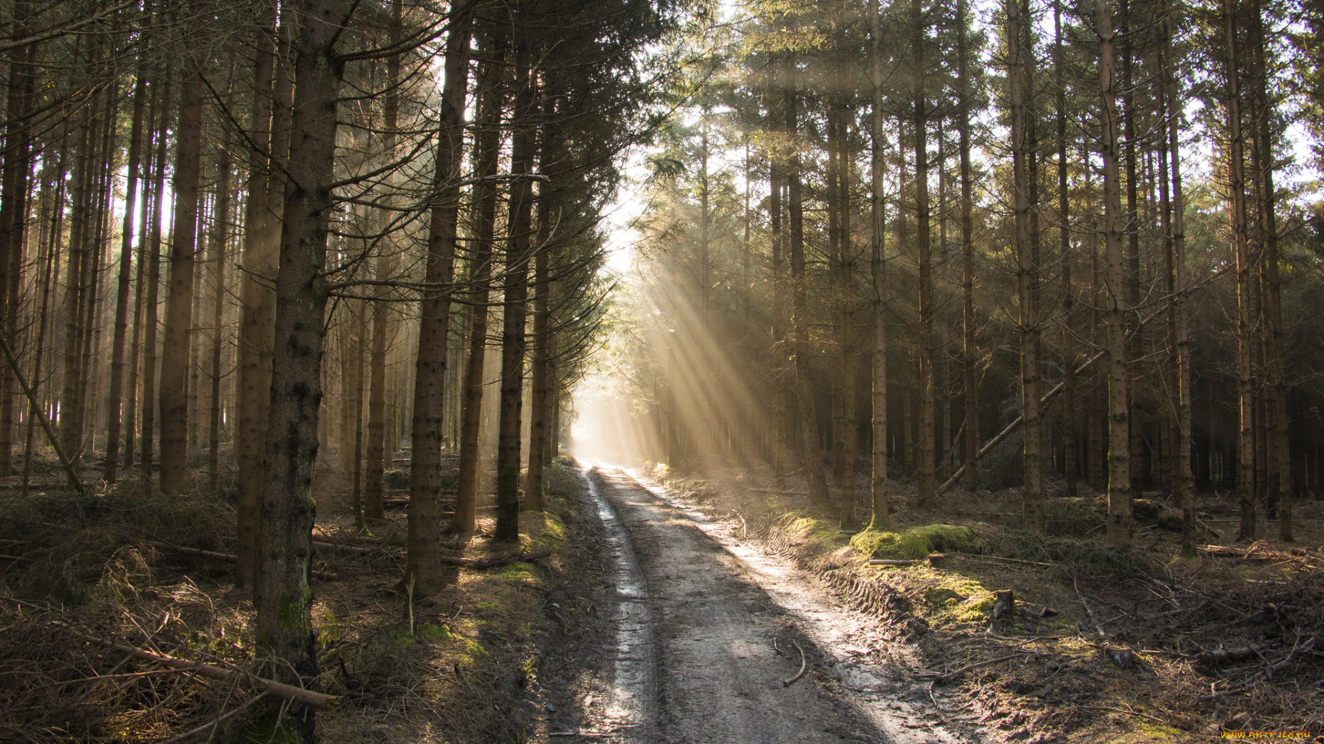 природа, дороги, тракт