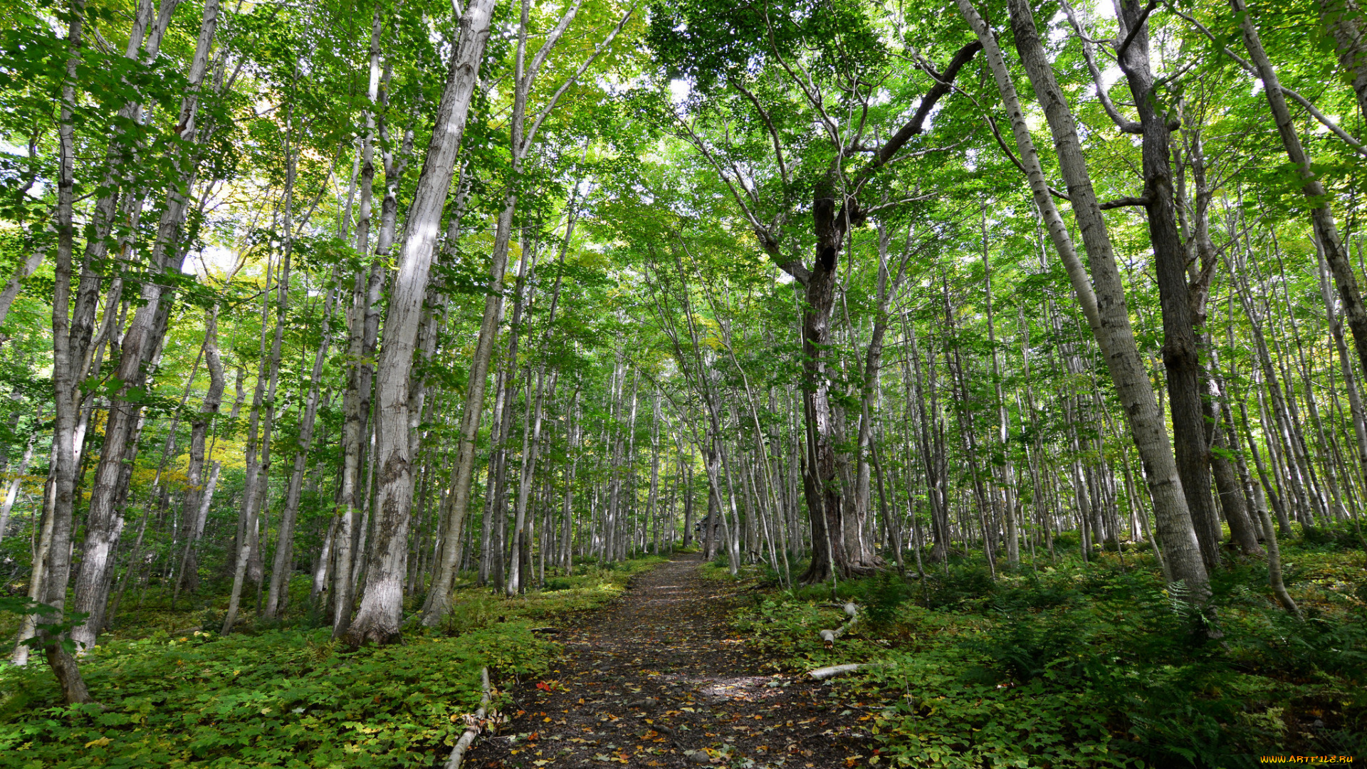 природа, дороги, тракт