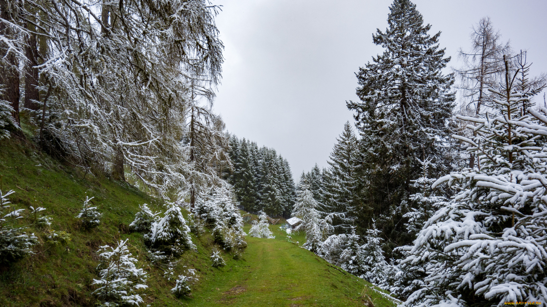 природа, лес, деревья