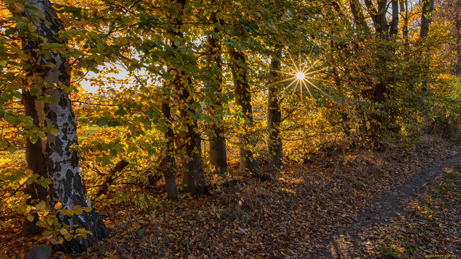 природа, лес, деревья