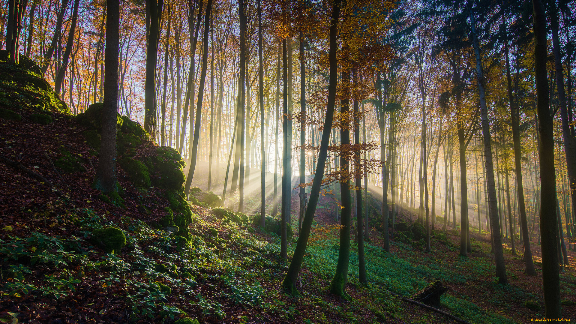 природа, лес, деревья