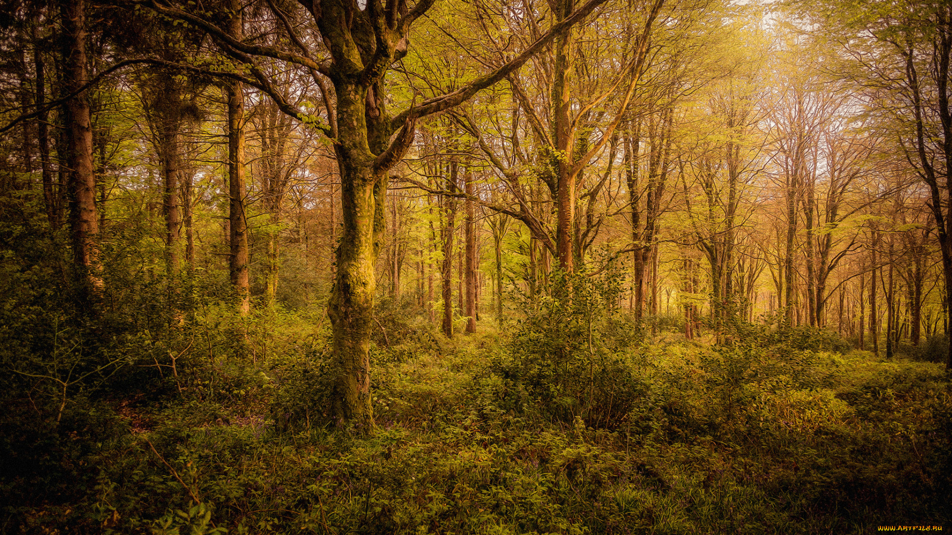 природа, лес, деревья