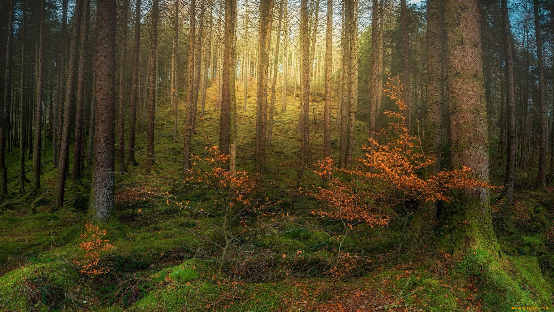 природа, лес, деревья