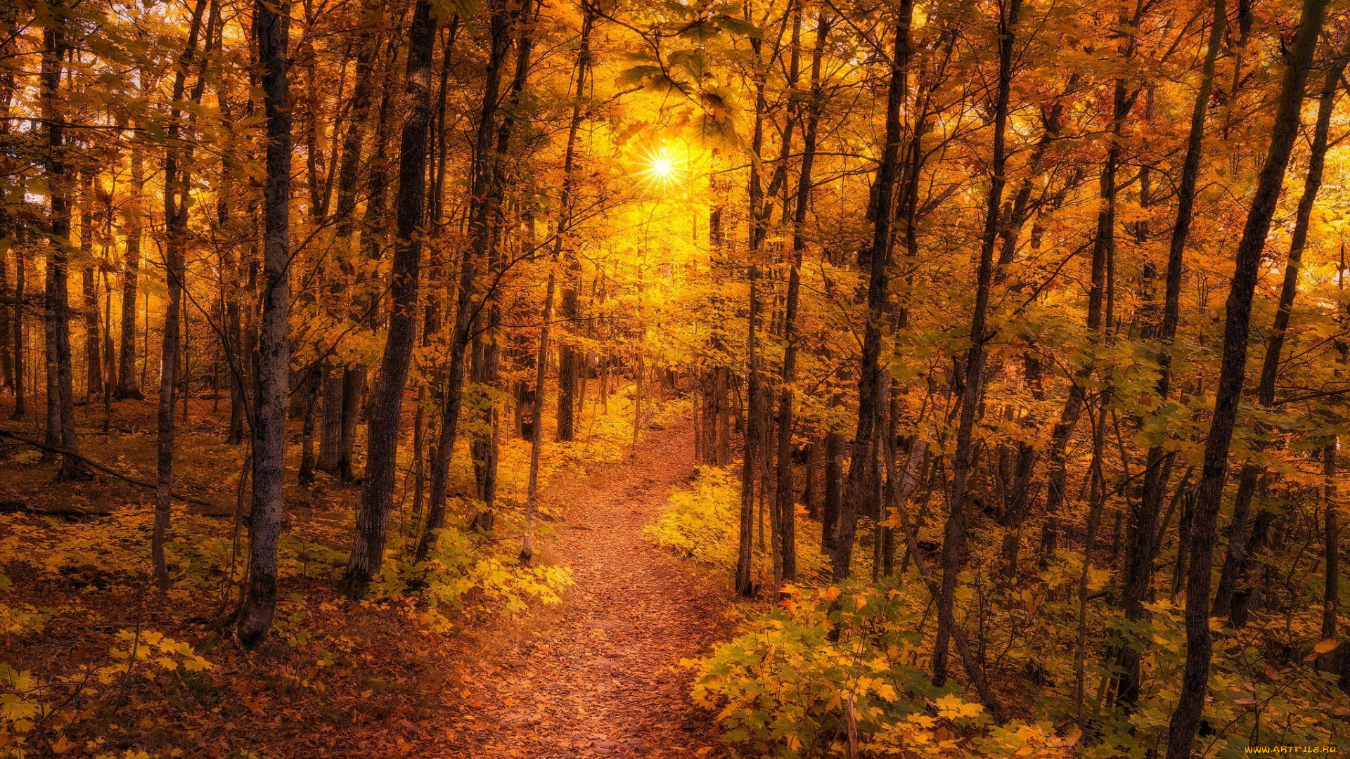 природа, лес, осень, тропинка, деревья, пейзаж
