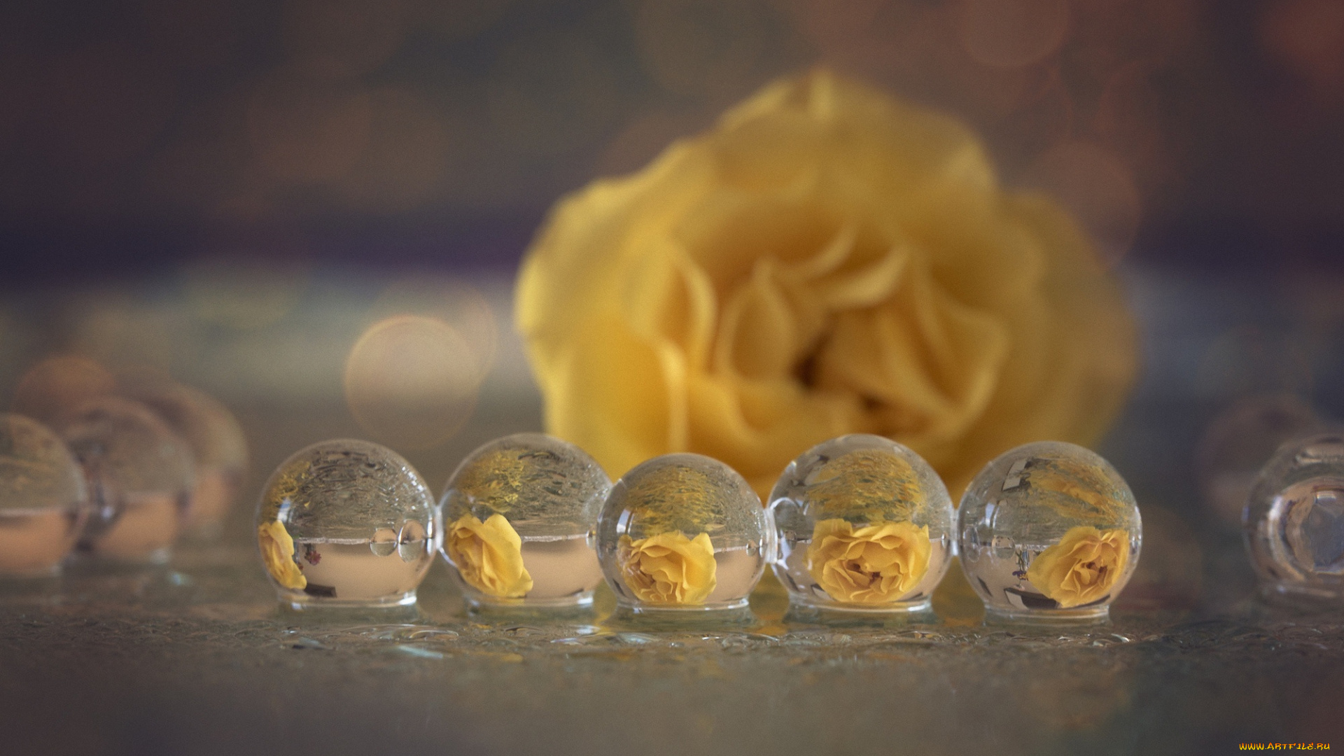 разное, капли, , брызги, , всплески, отражение, макро, роза, желтая, пузыри