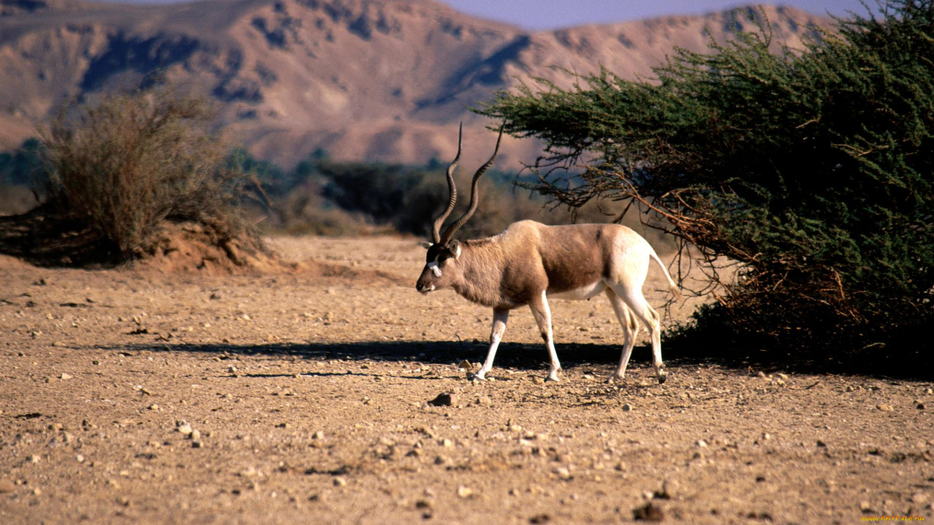 животные, антилопы, горы, кусты, саванна, рога, антилопа