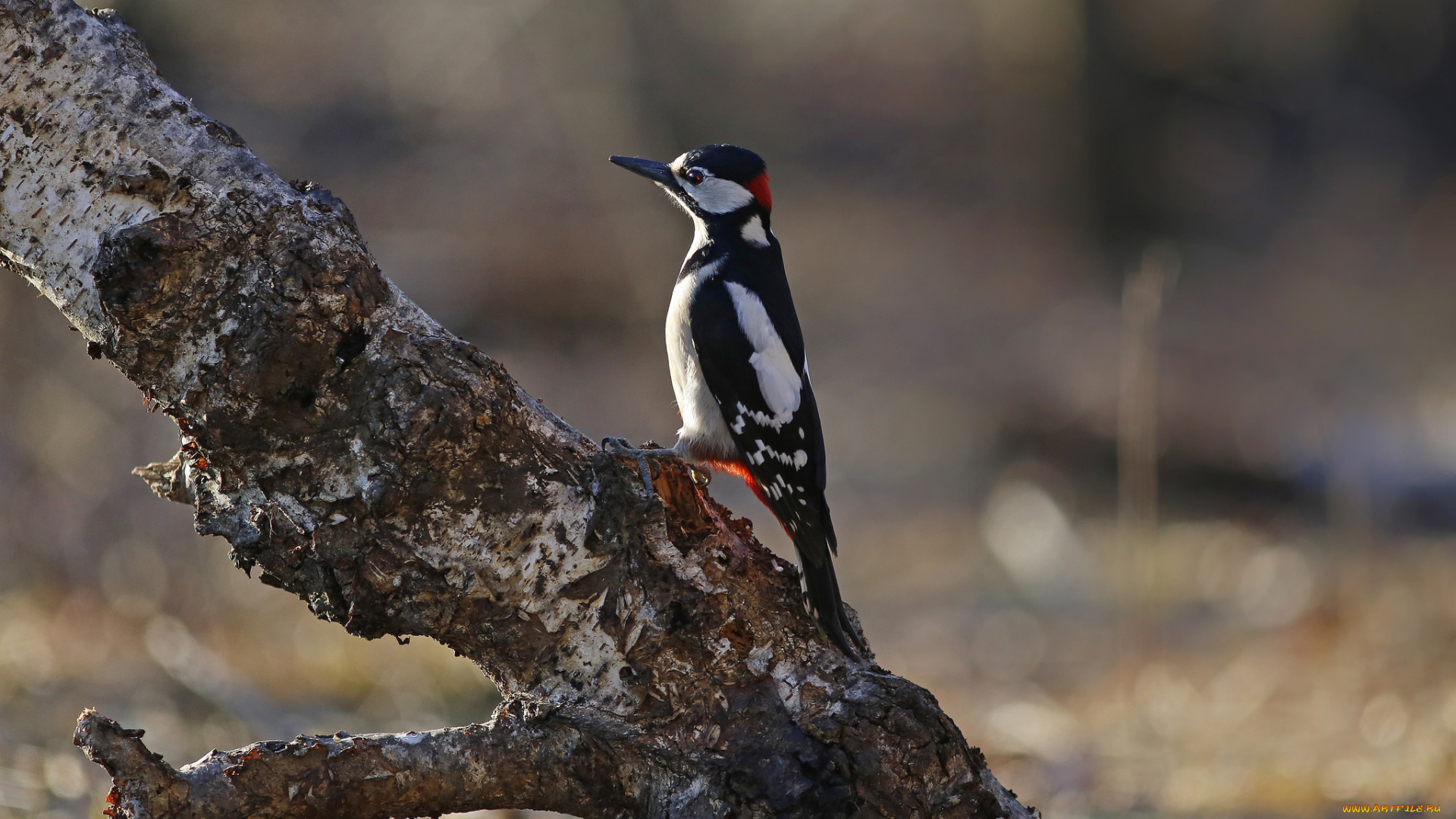 животные, дятлы, дятел