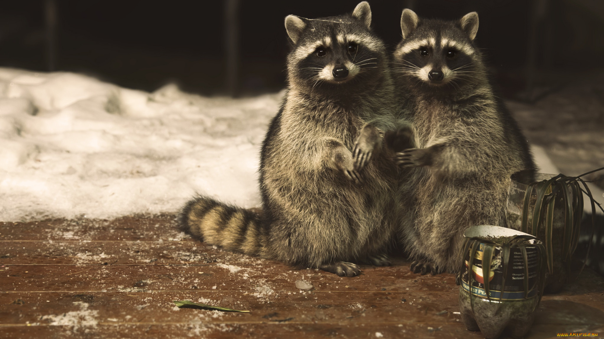 животные, еноты, пара, взгляд