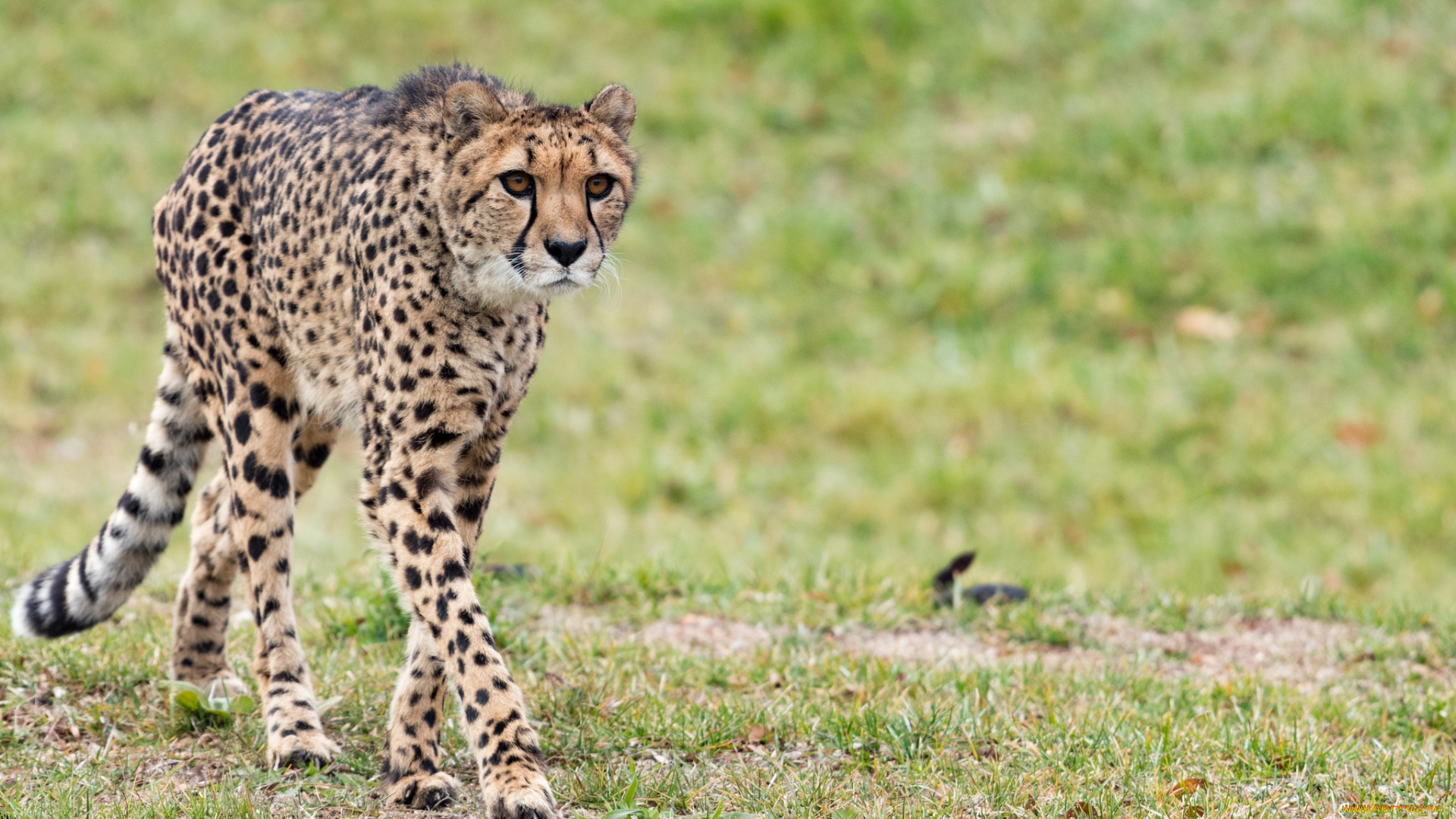 животные, гепарды, хищник