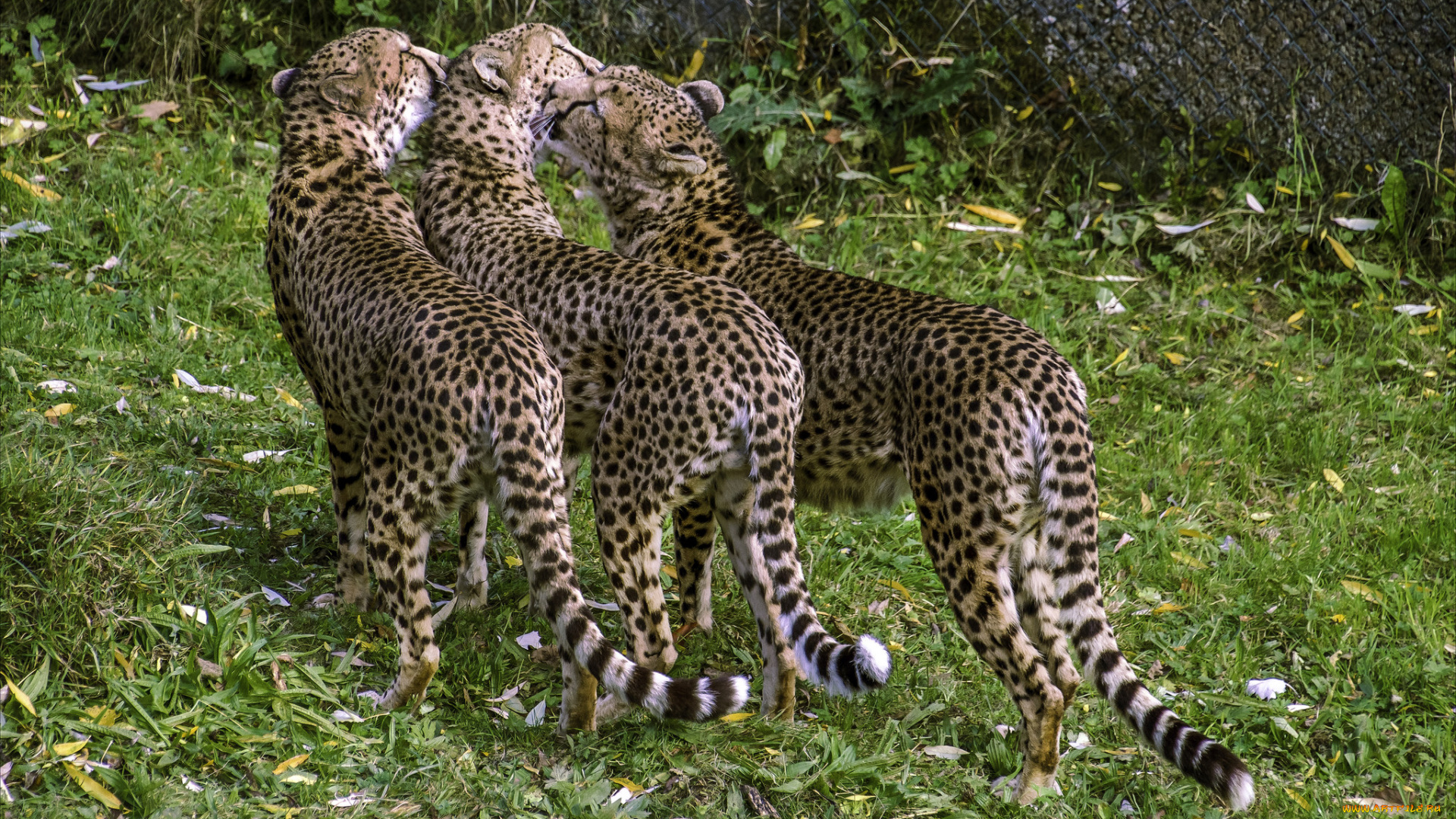 животные, гепарды, хищник