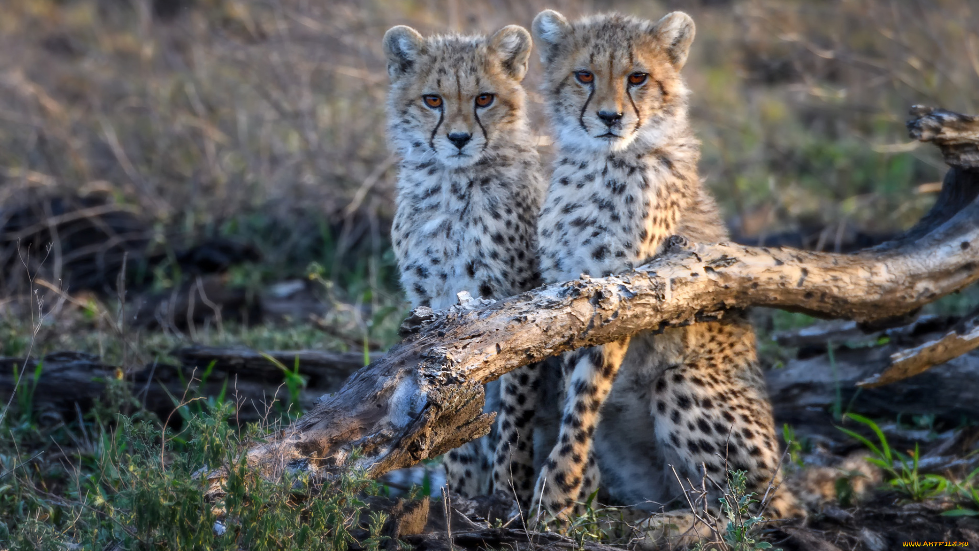 животные, гепарды, хищник