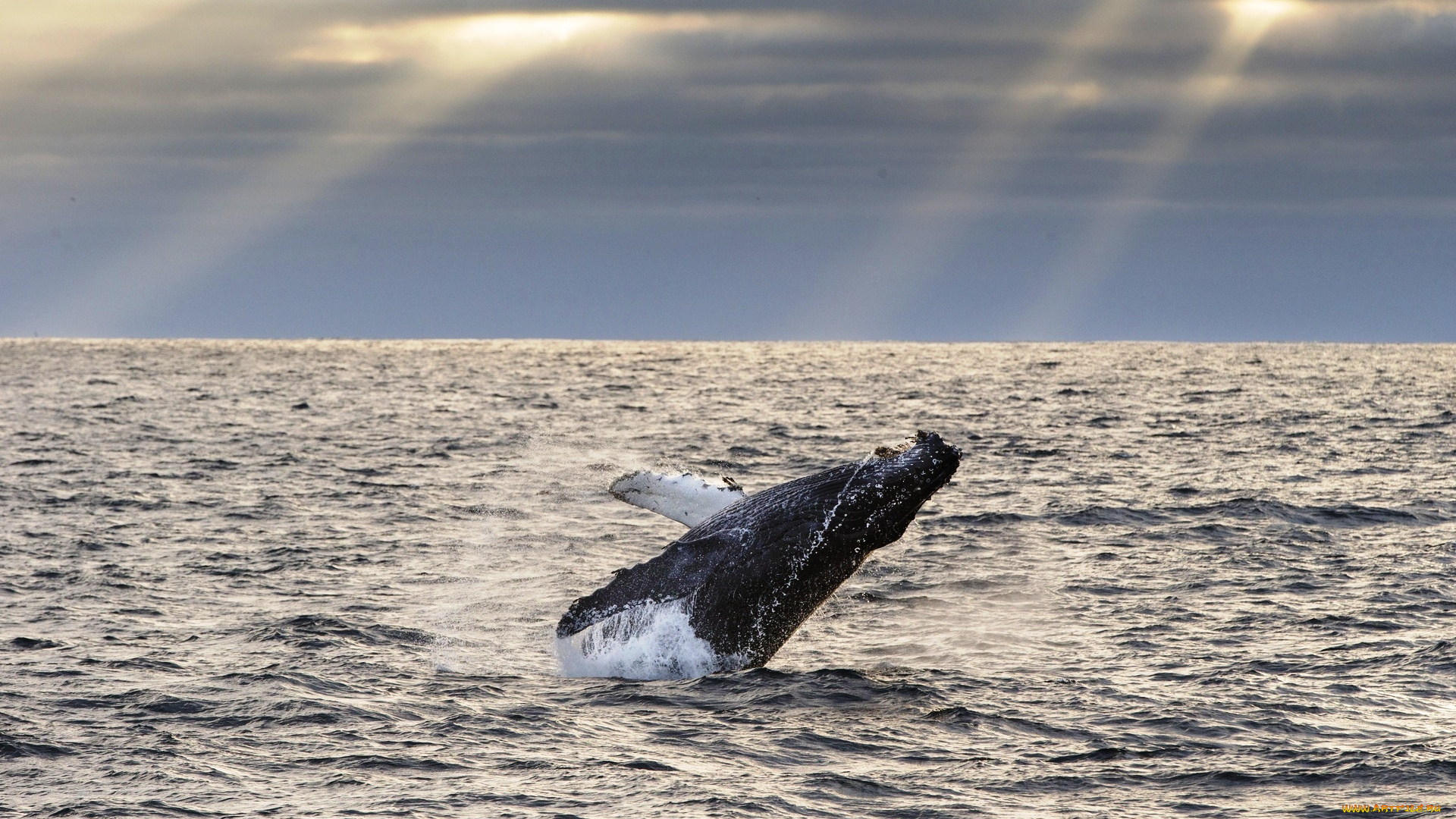 животные, киты, , кашалоты, тучи, лучи, море, прыжок, горбатый, кит