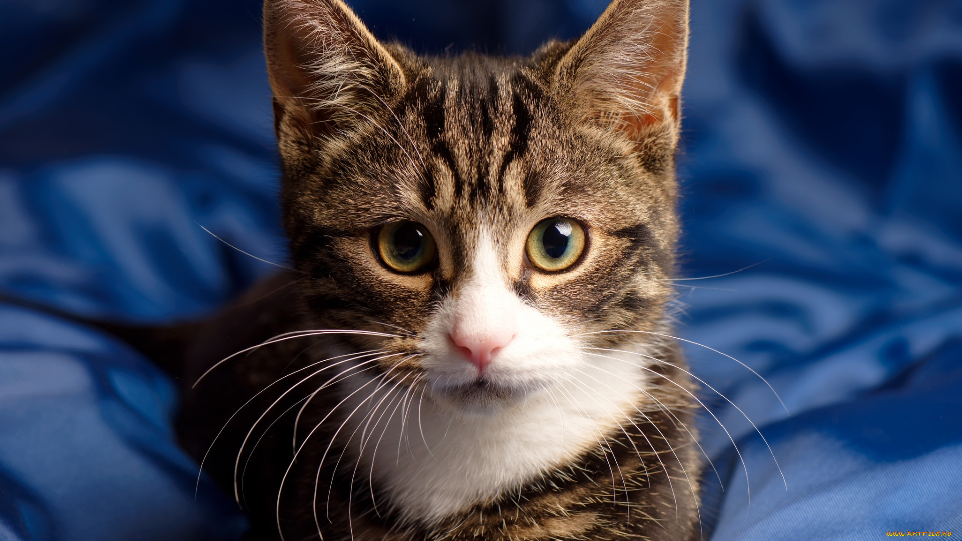 животные, коты, взгляд, глаза, котейка