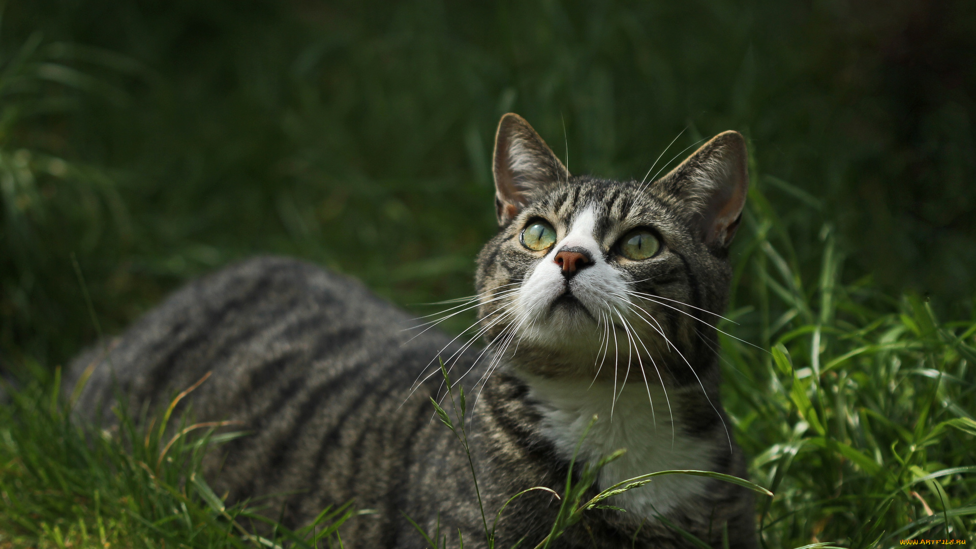 животные, коты, зеленоглазая, взгляд, трава, кошка