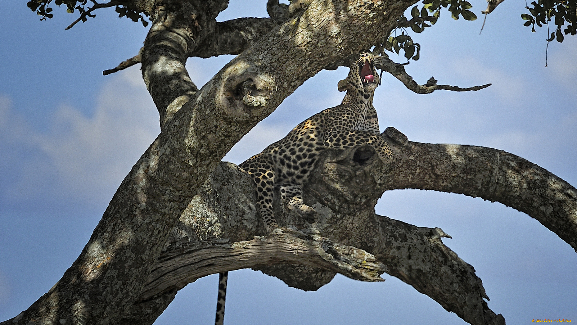 животные, леопарды, хищник