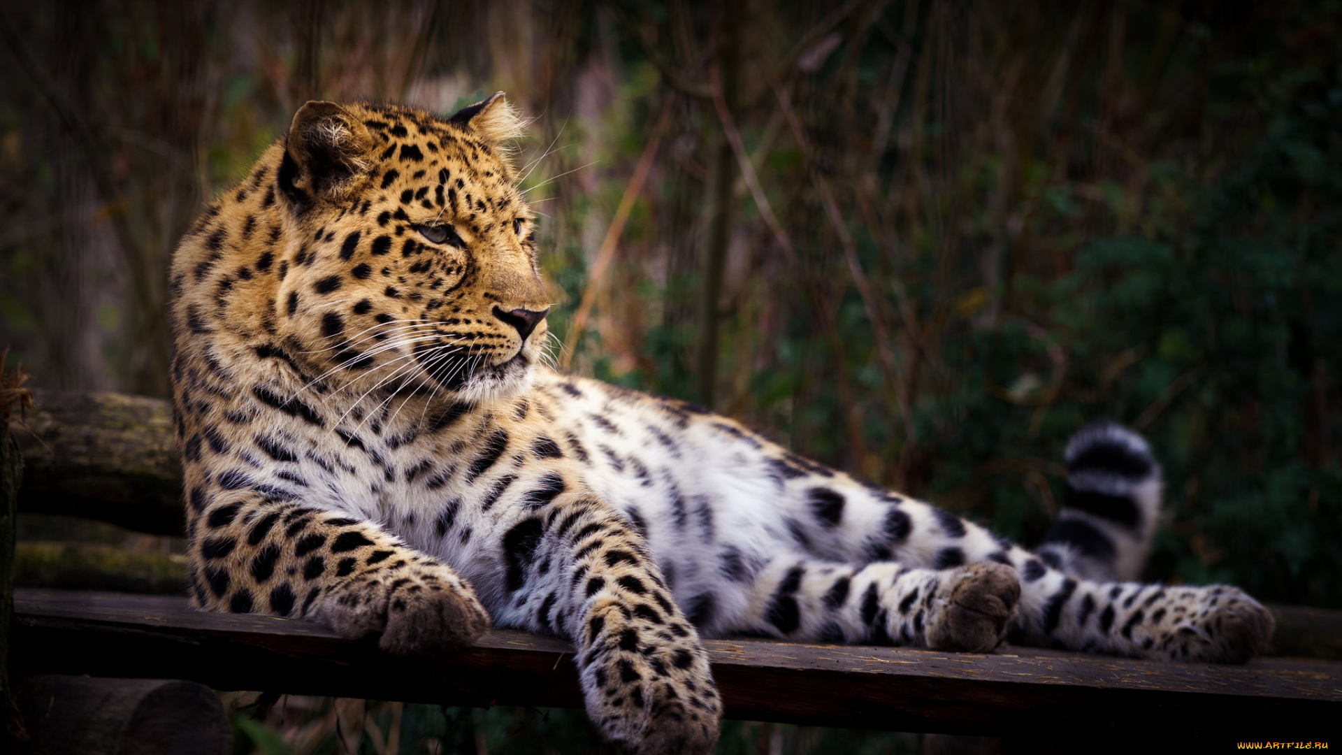 животные, леопарды, хищник