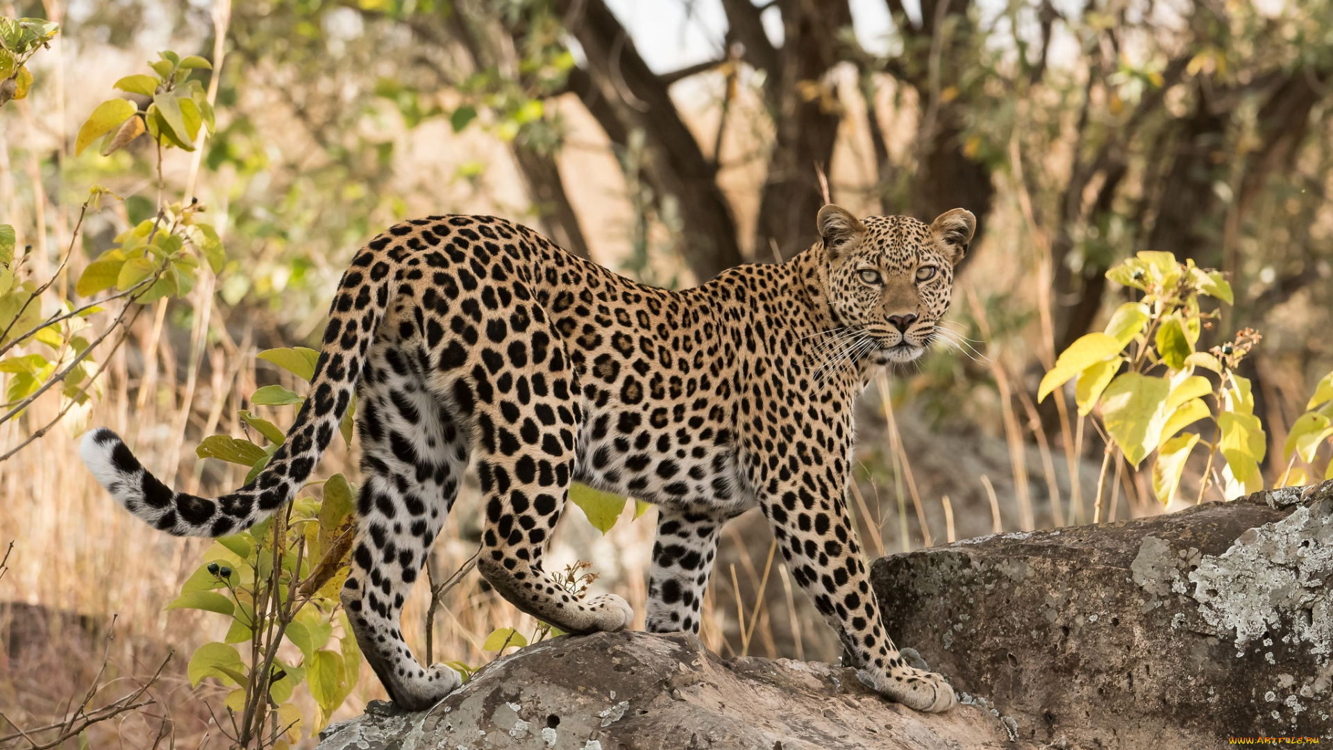 животные, леопарды, хищник