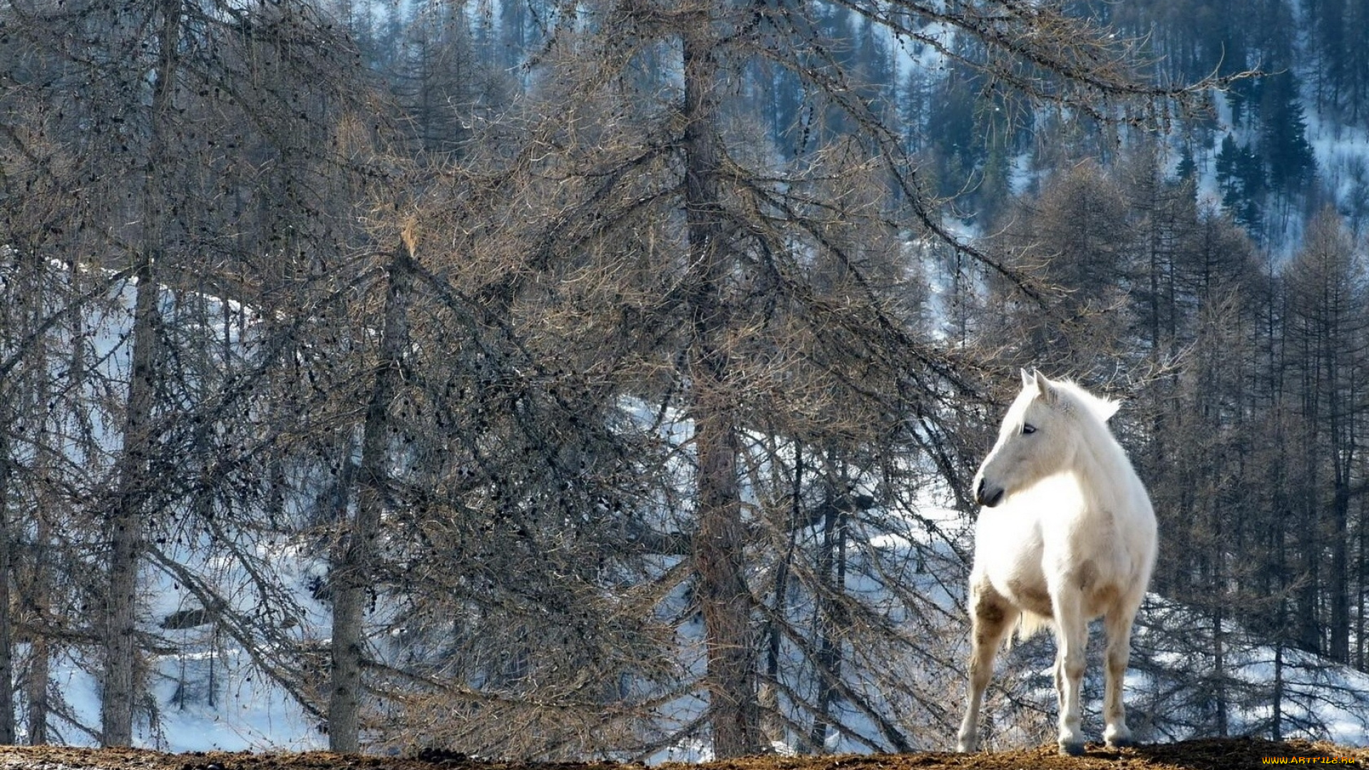 животные, лошади, снег, горы, деревья, белый, конь, лошадь