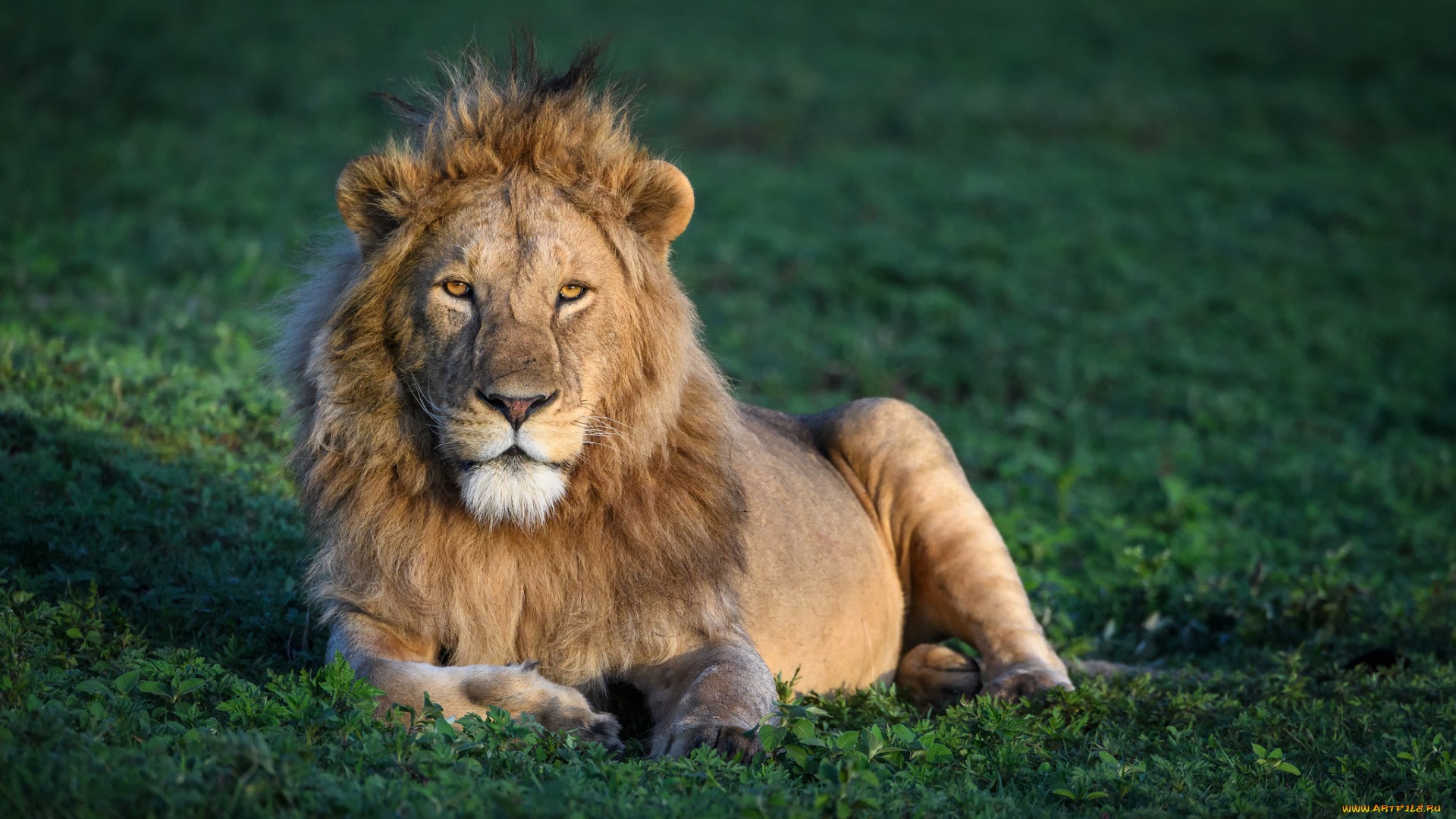 животные, львы, хищник