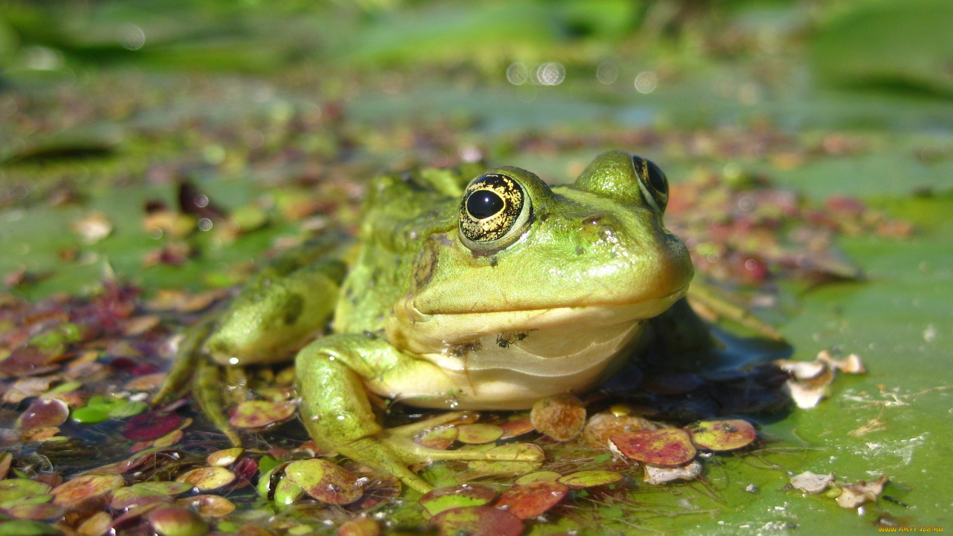 животные, лягушки, зеленая, лягушка, болото