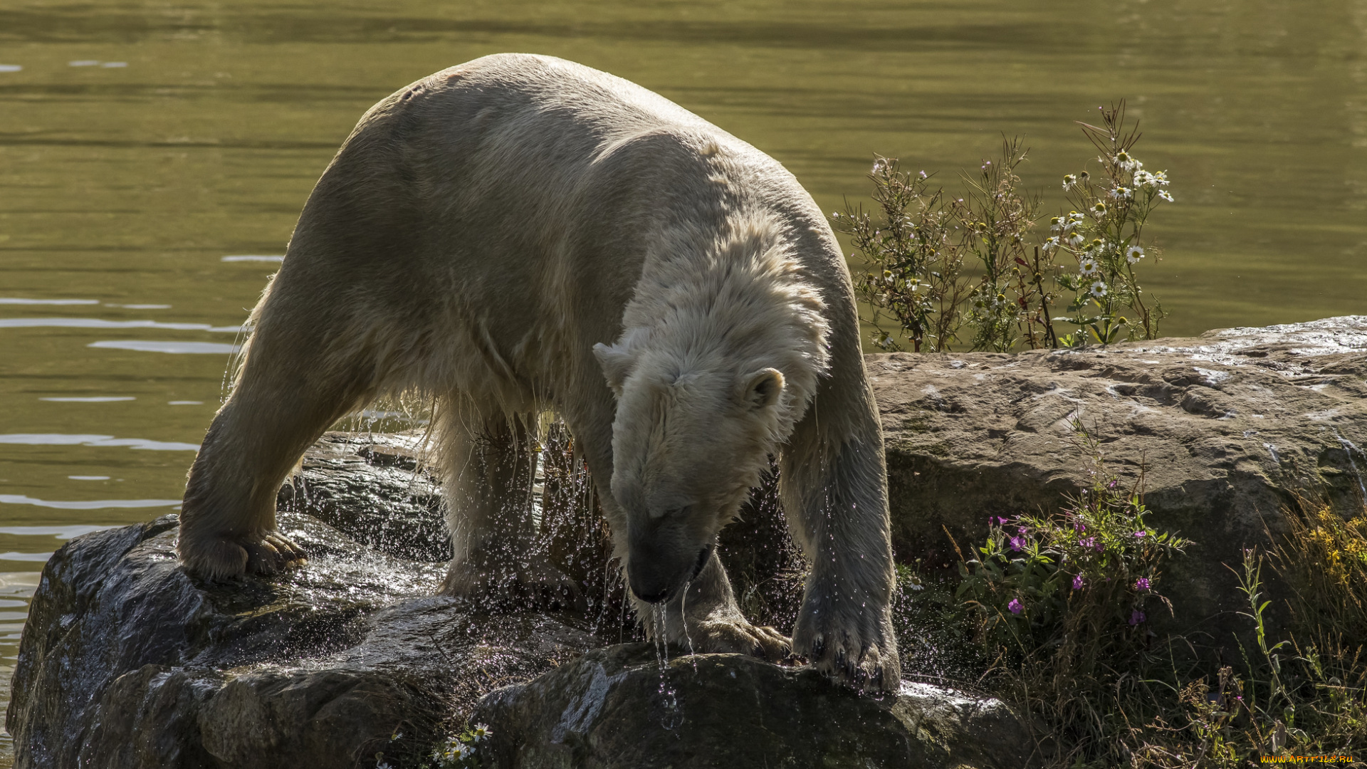 животные, медведи, хищник