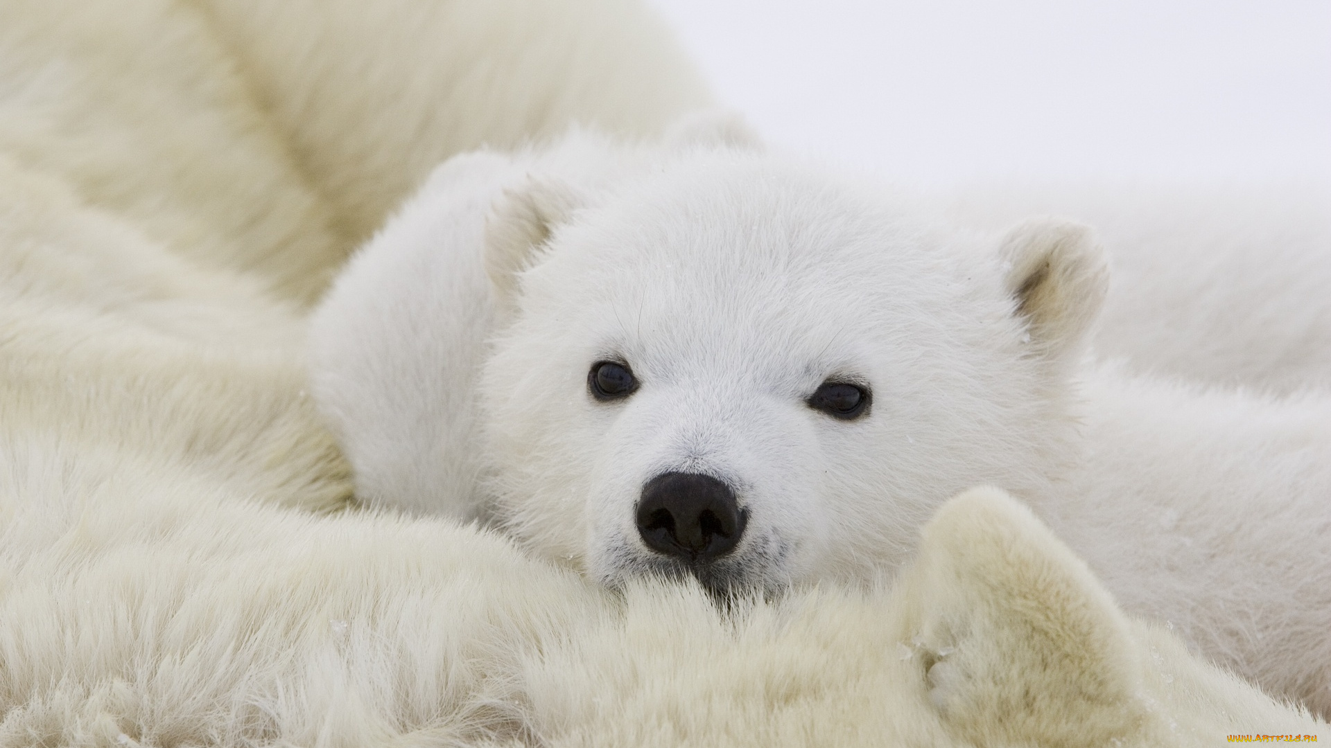 животные, медведи, медвежонок, белый, полярный