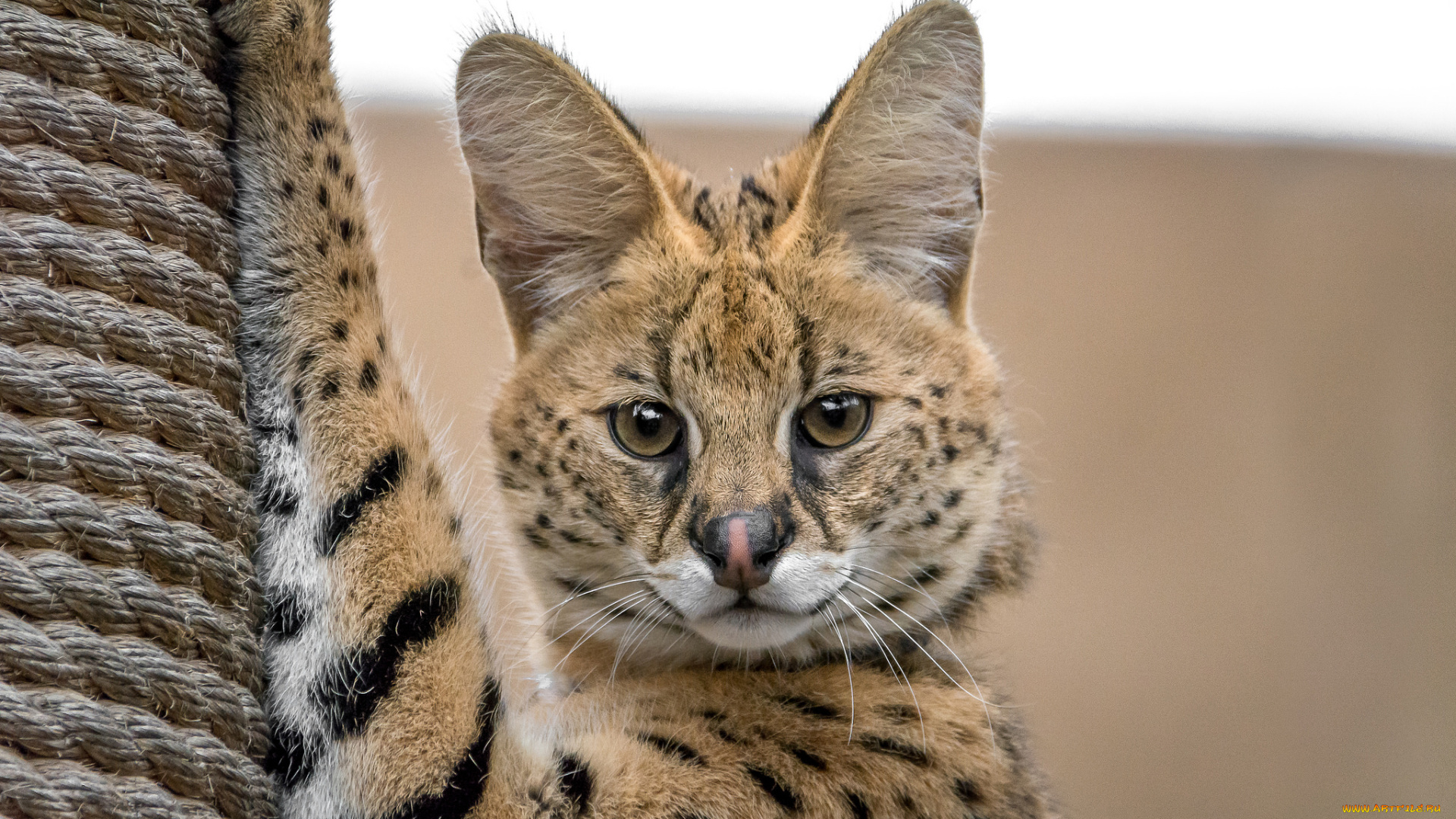 животные, оцелоты, хищник