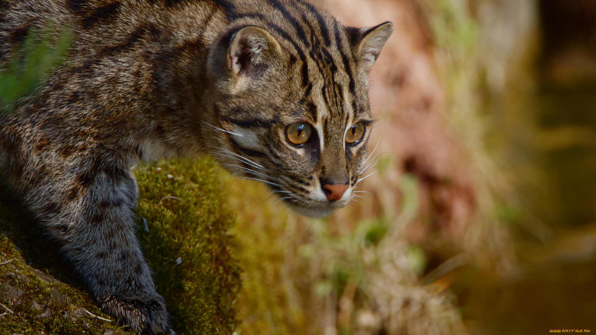 животные, оцелоты, хищник