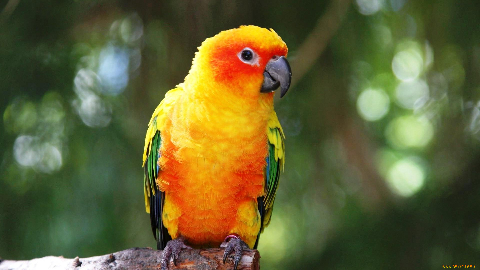 животные, попугаи, неразлучник, попугай, желтый
