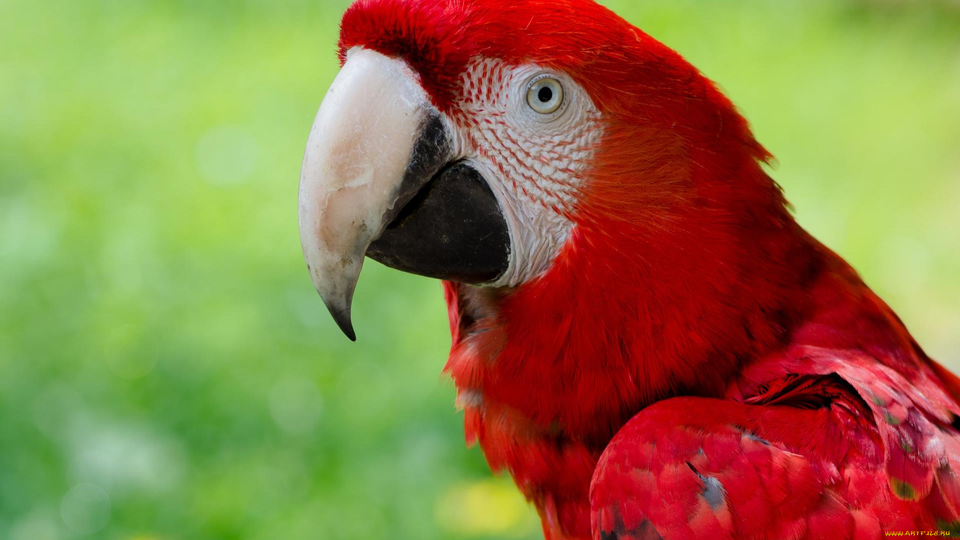животные, попугаи, птица, попугай, красный, ара