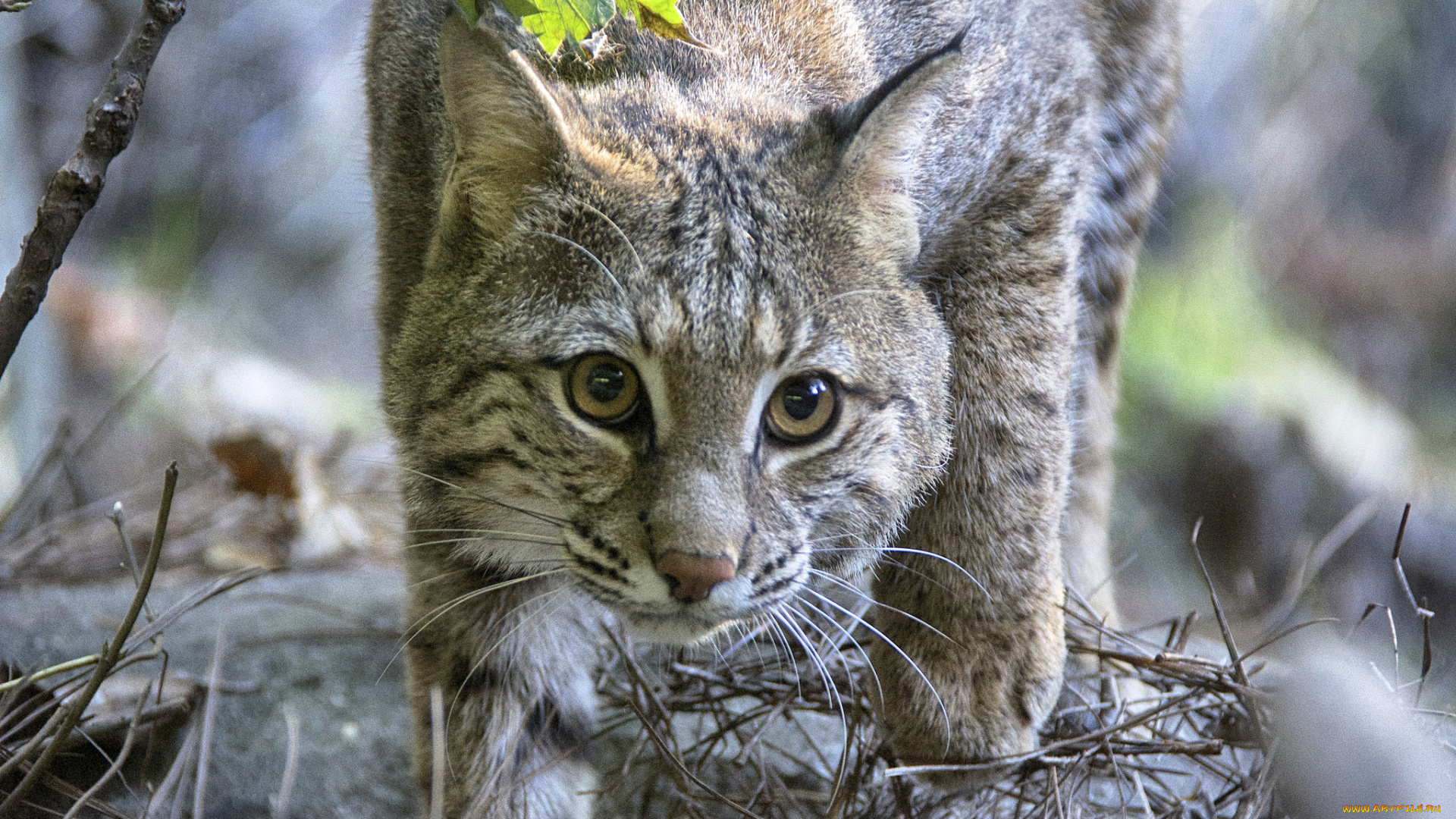 животные, рыси, хищник