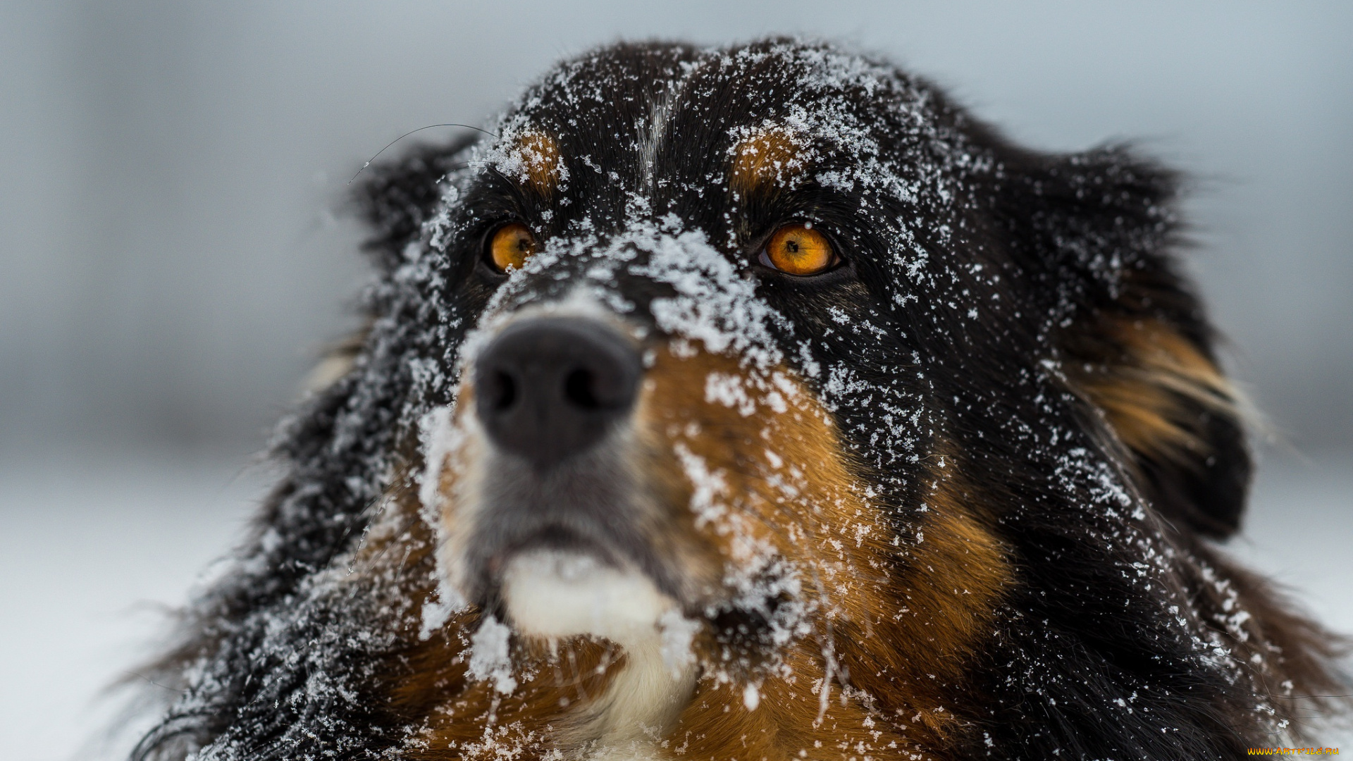 животные, собаки, шерсть, нос, фокус, снег, собака, глаза, зима