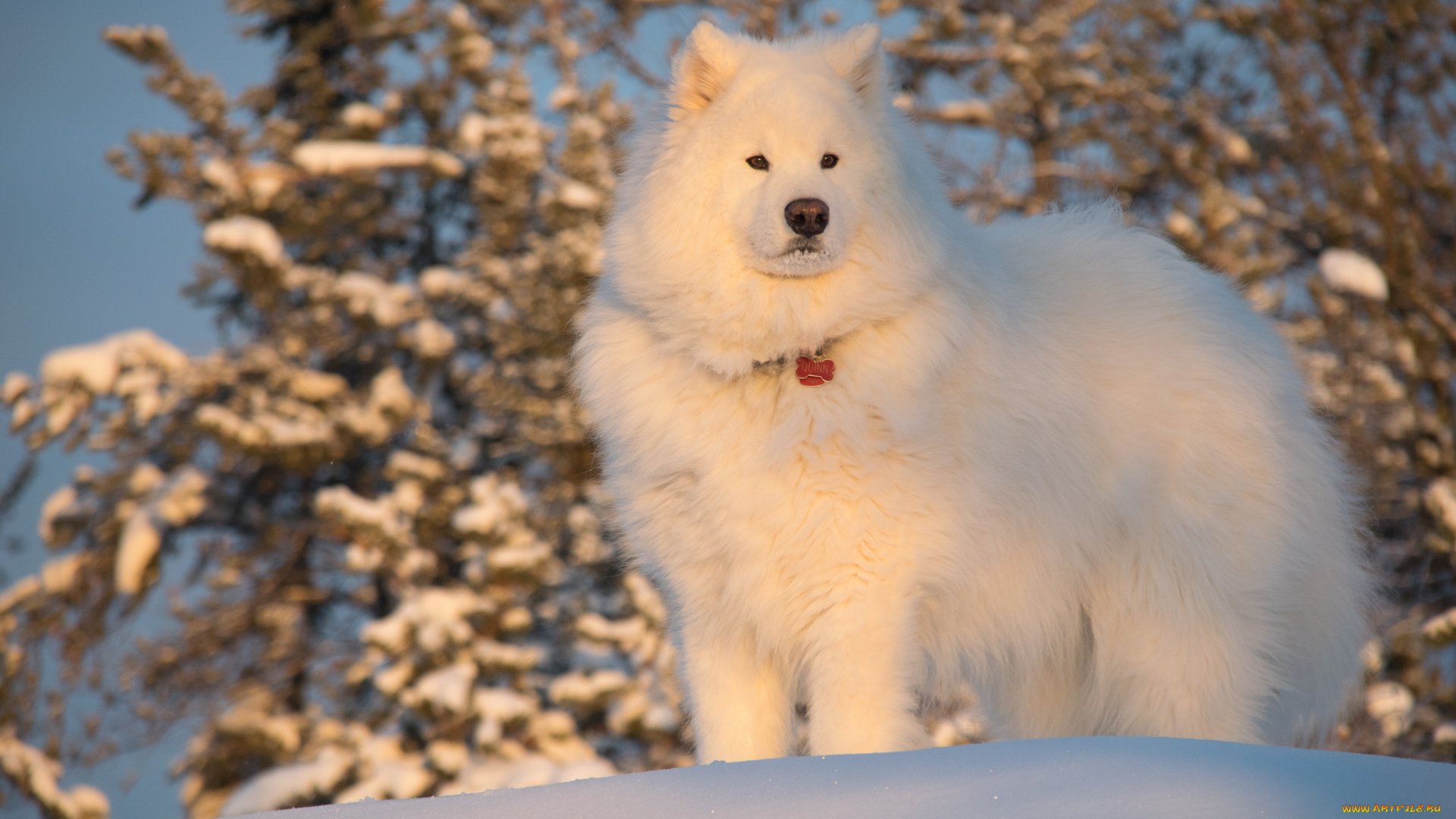 животные, собаки, собака, красивая, друг, самоедская, собака, самоед