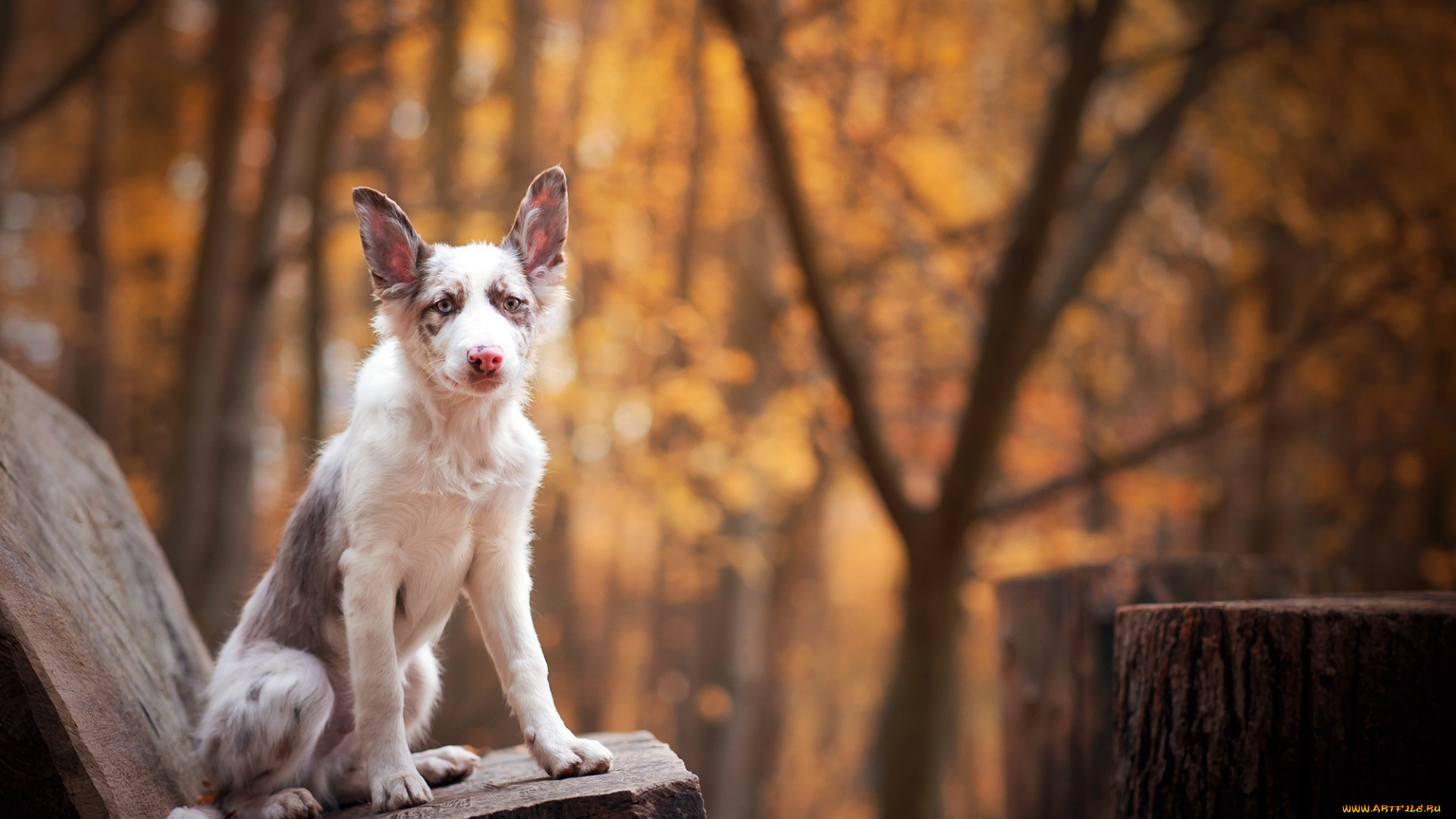животные, собаки, взгляд, друг, собака