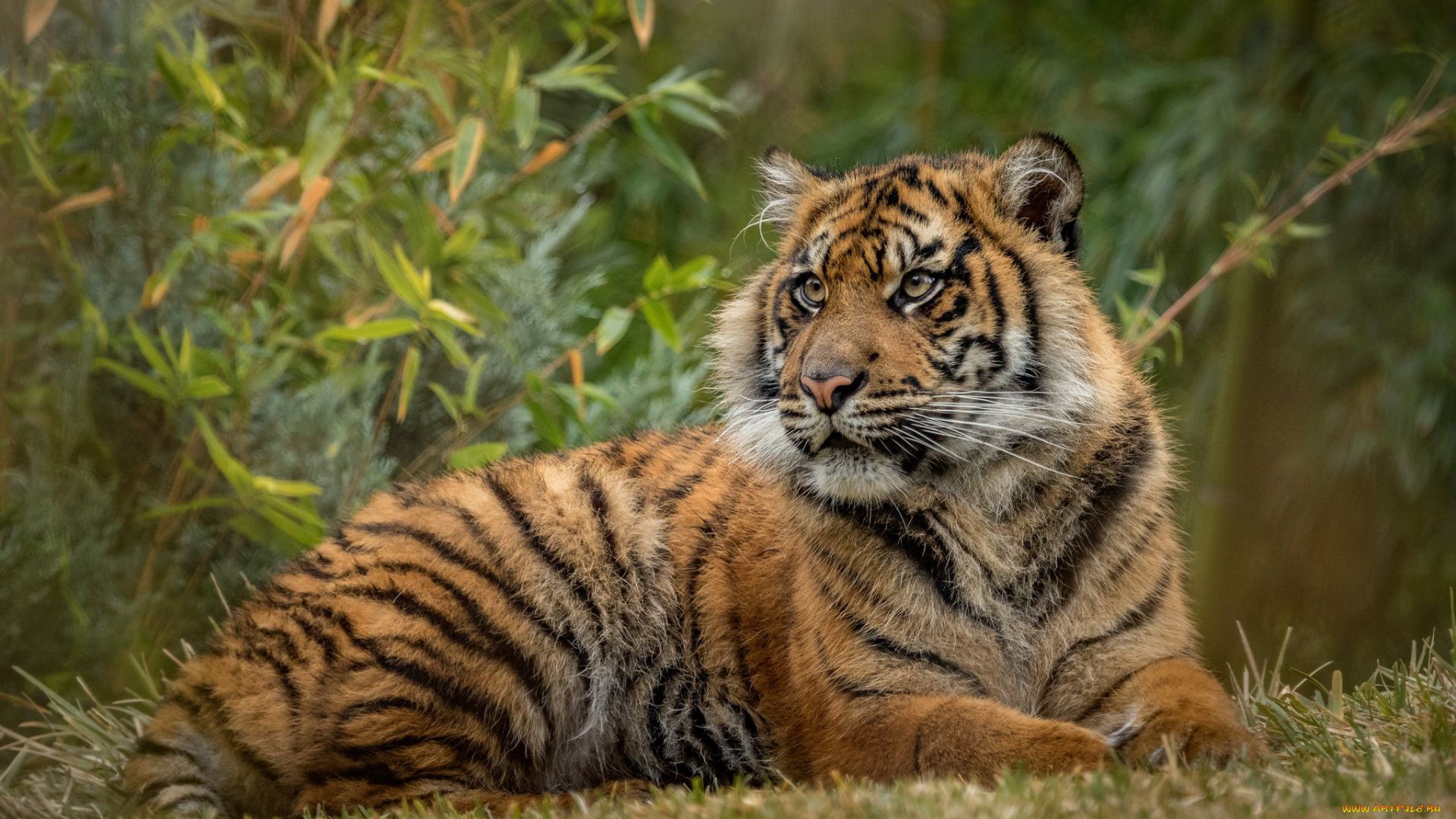 животные, тигры, хищник