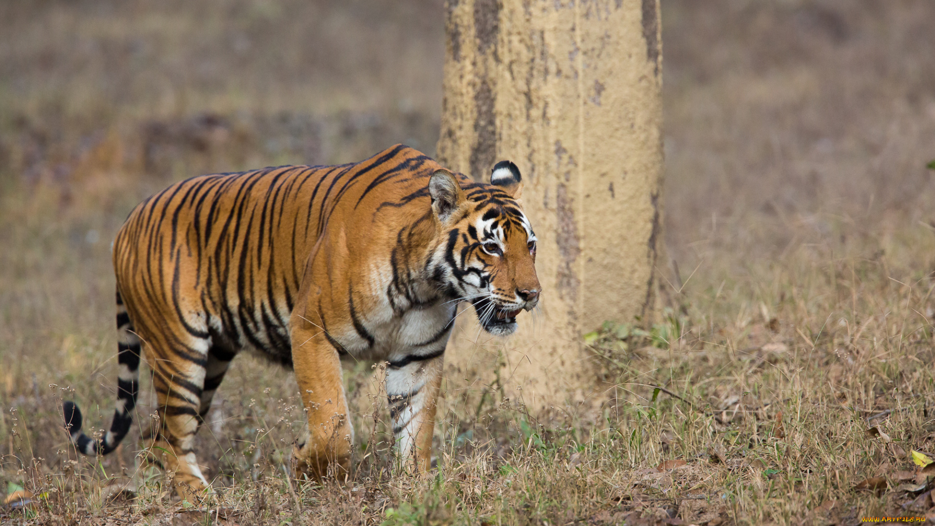 животные, тигры, хищник