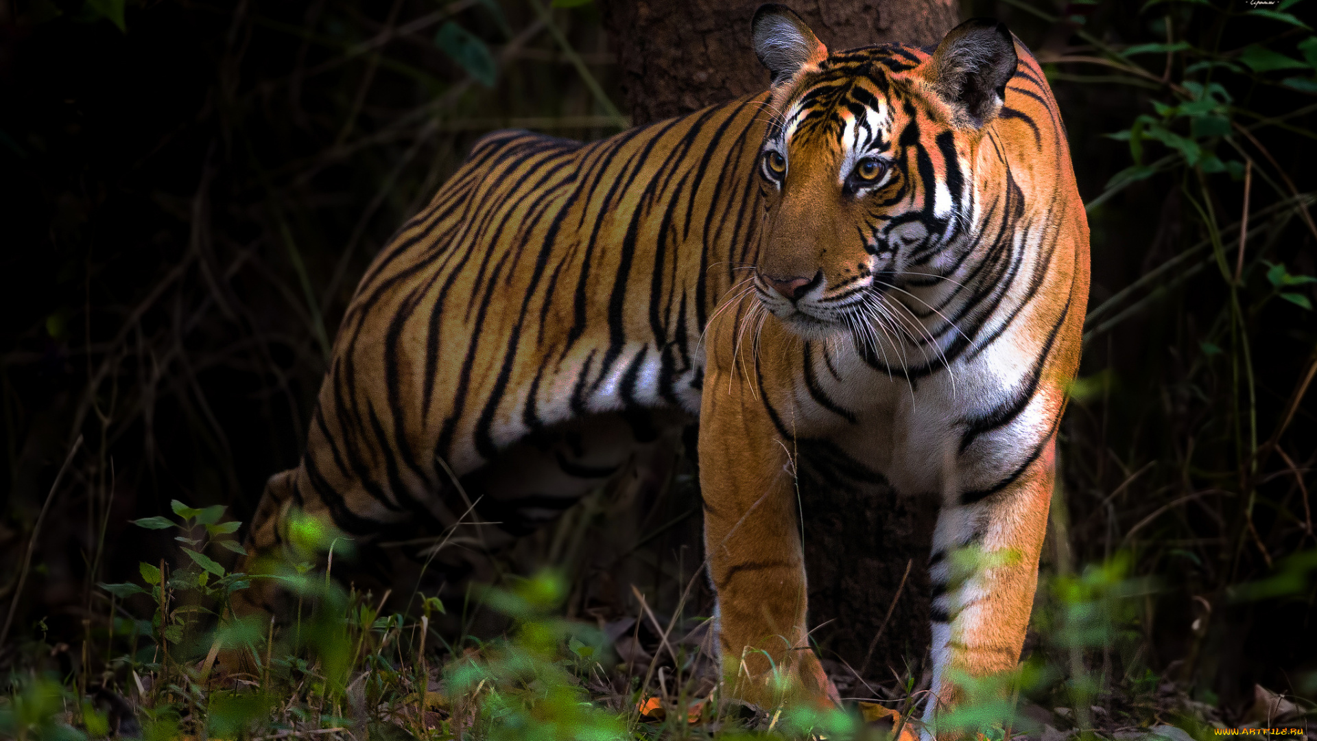 животные, тигры, хищник