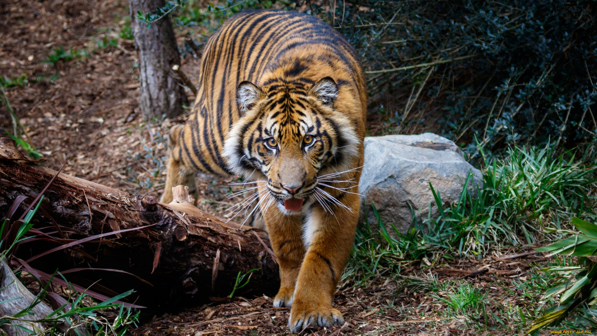 животные, тигры, хищник
