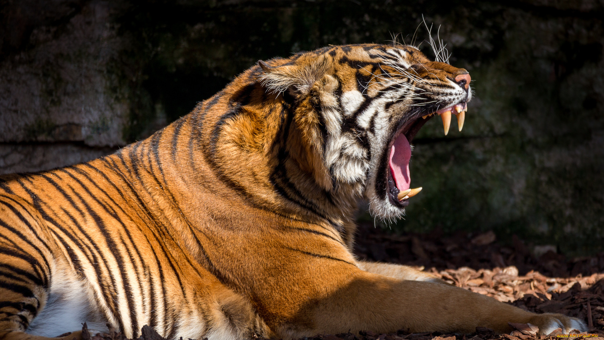 животные, тигры, хищник