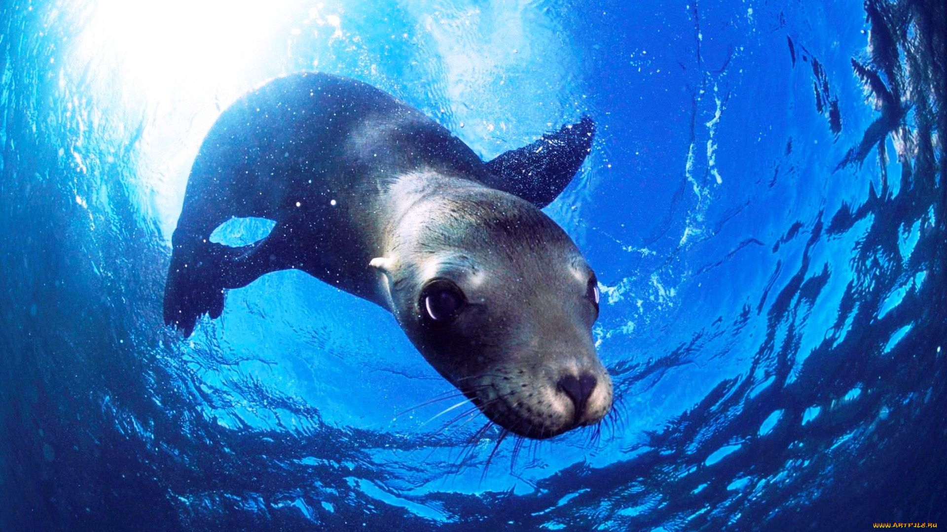 животные, тюлени, , морские, львы, , морские, котики, свет, вода, морской, котик