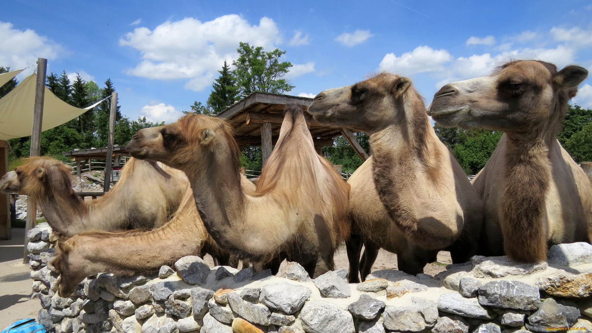 животные, верблюды