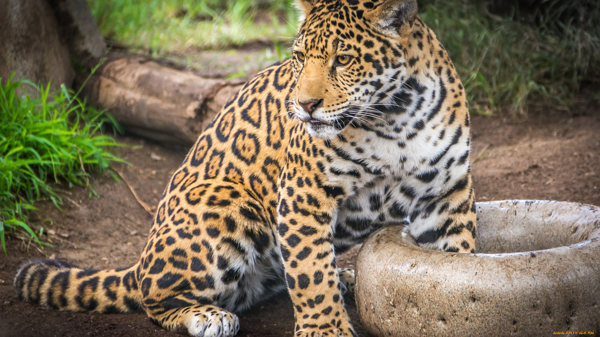 животные, Ягуары, хищник