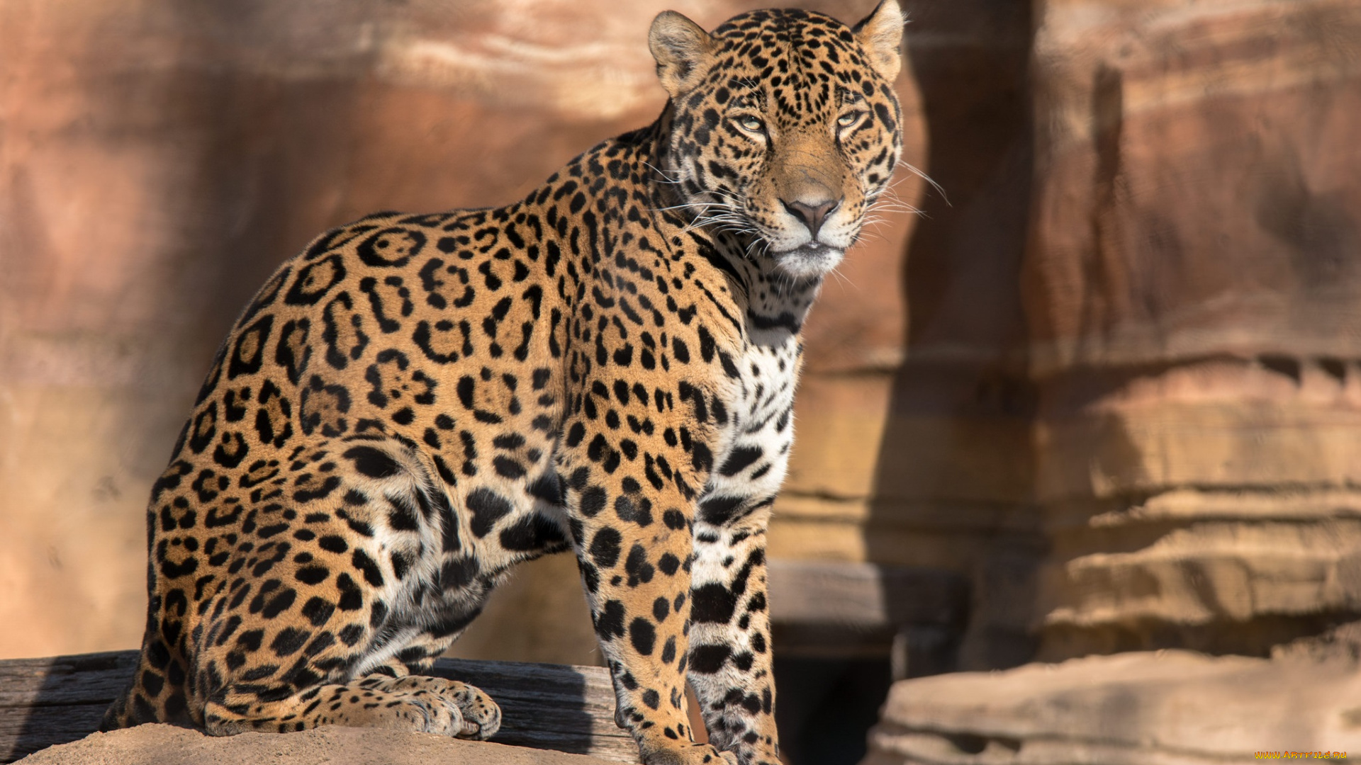 животные, Ягуары, хищник