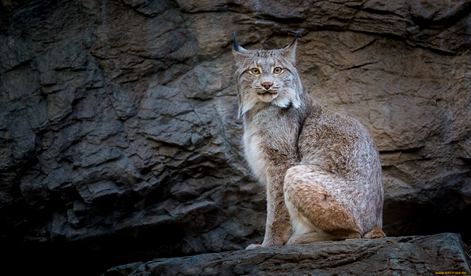 животные, рыси, хищник