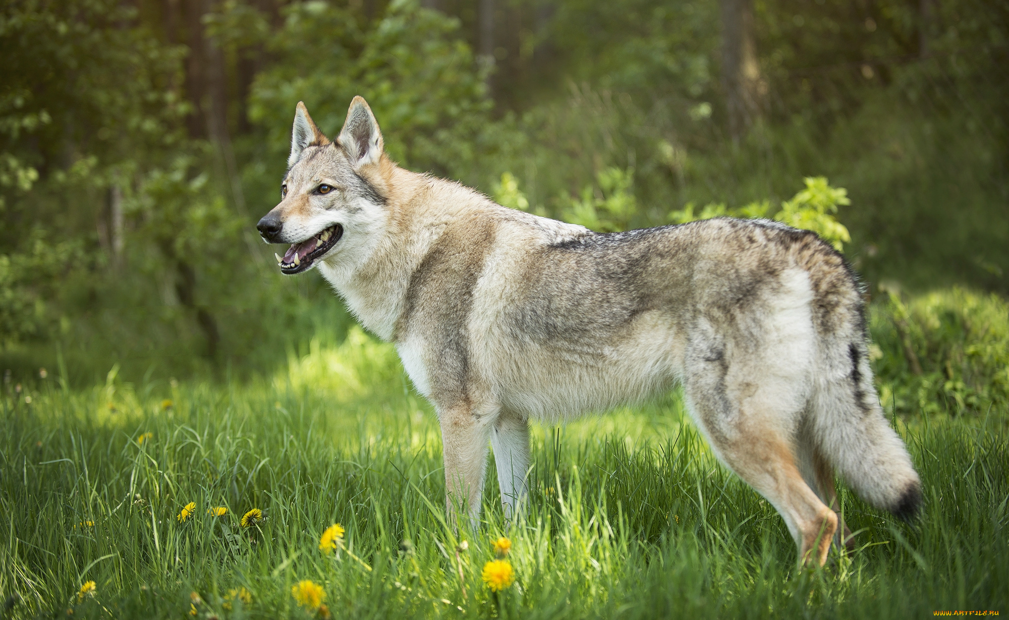 животные, волки, , койоты, , шакалы, хищник