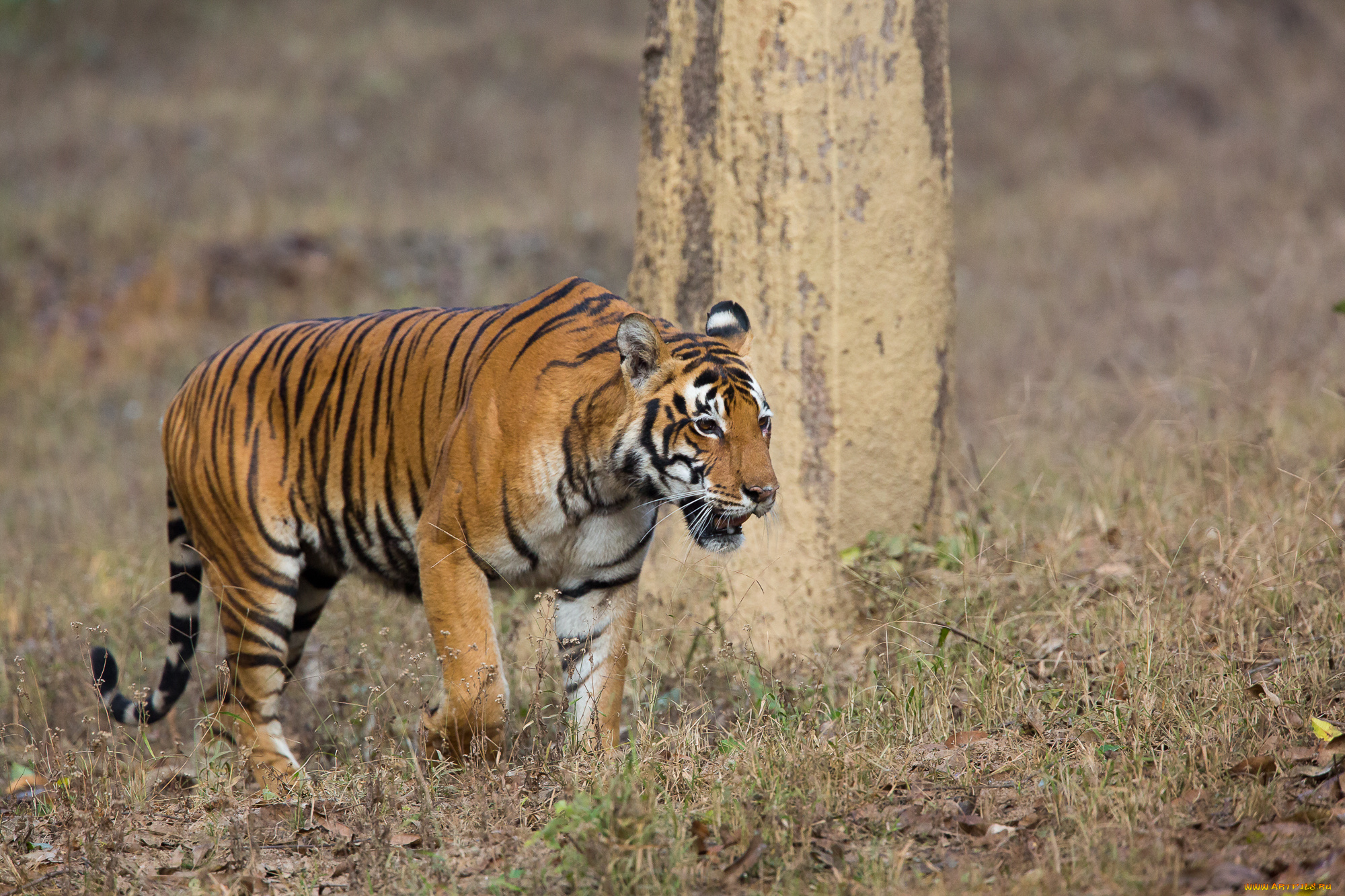 животные, тигры, хищник