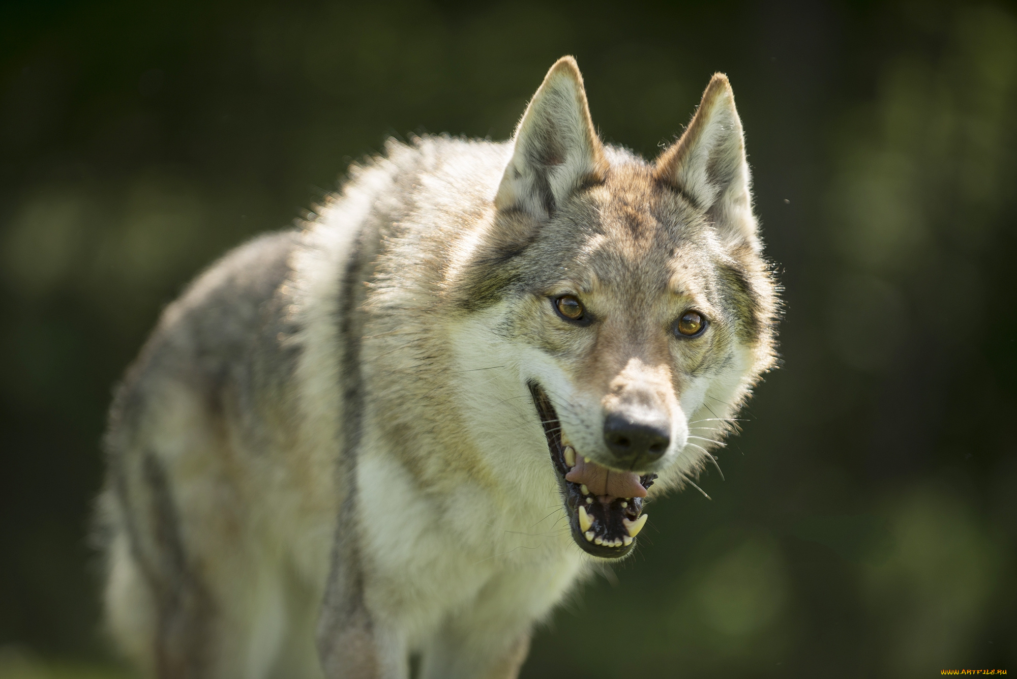 животные, волки, , койоты, , шакалы, хищник