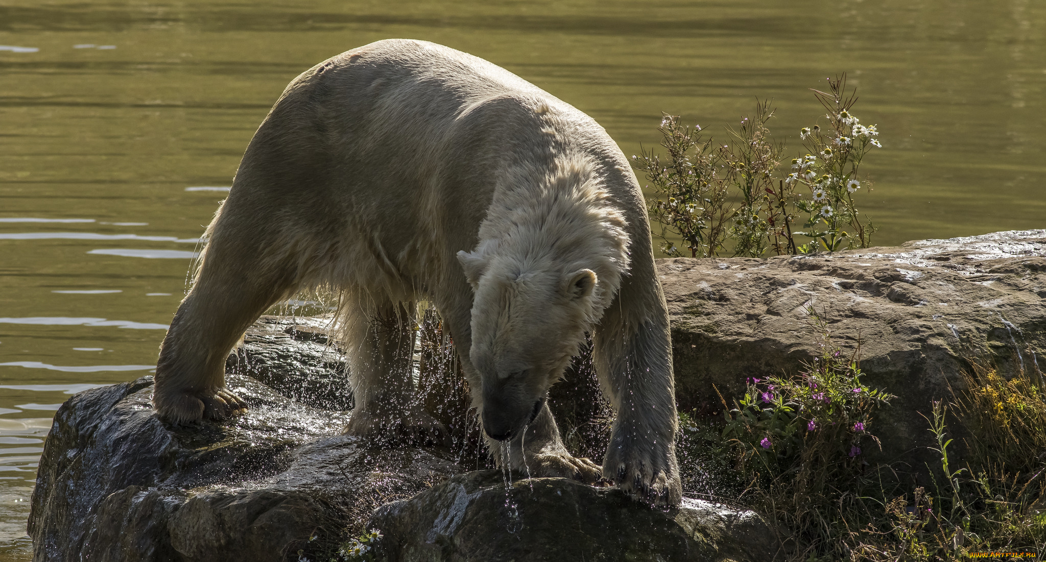 животные, медведи, хищник