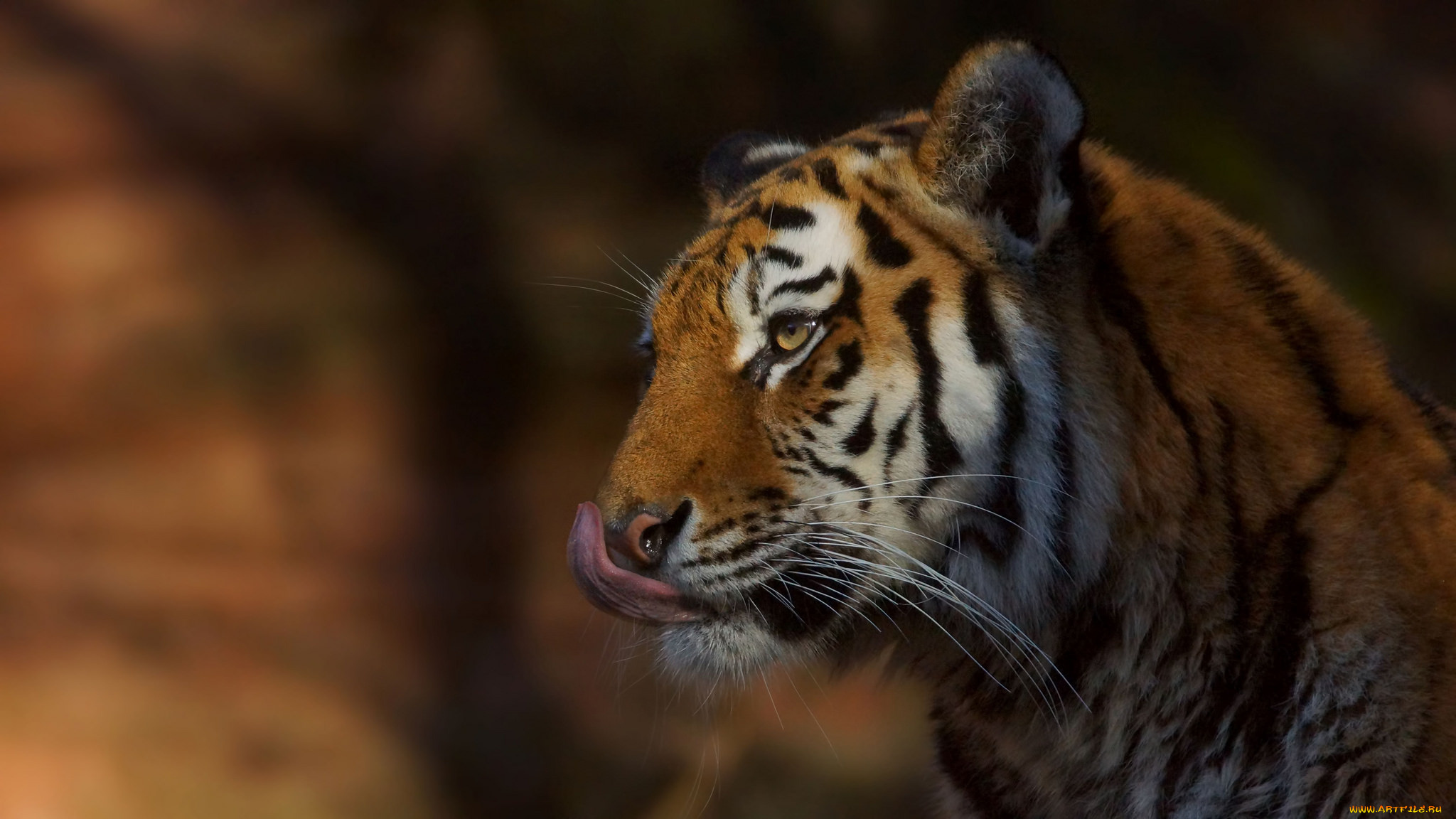 животные, тигры, хищник