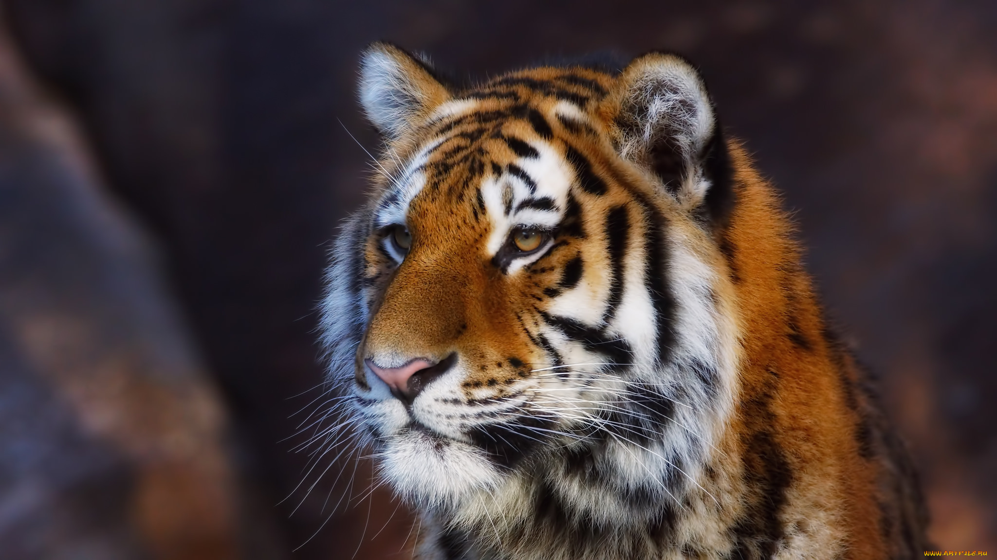 животные, тигры, хищник